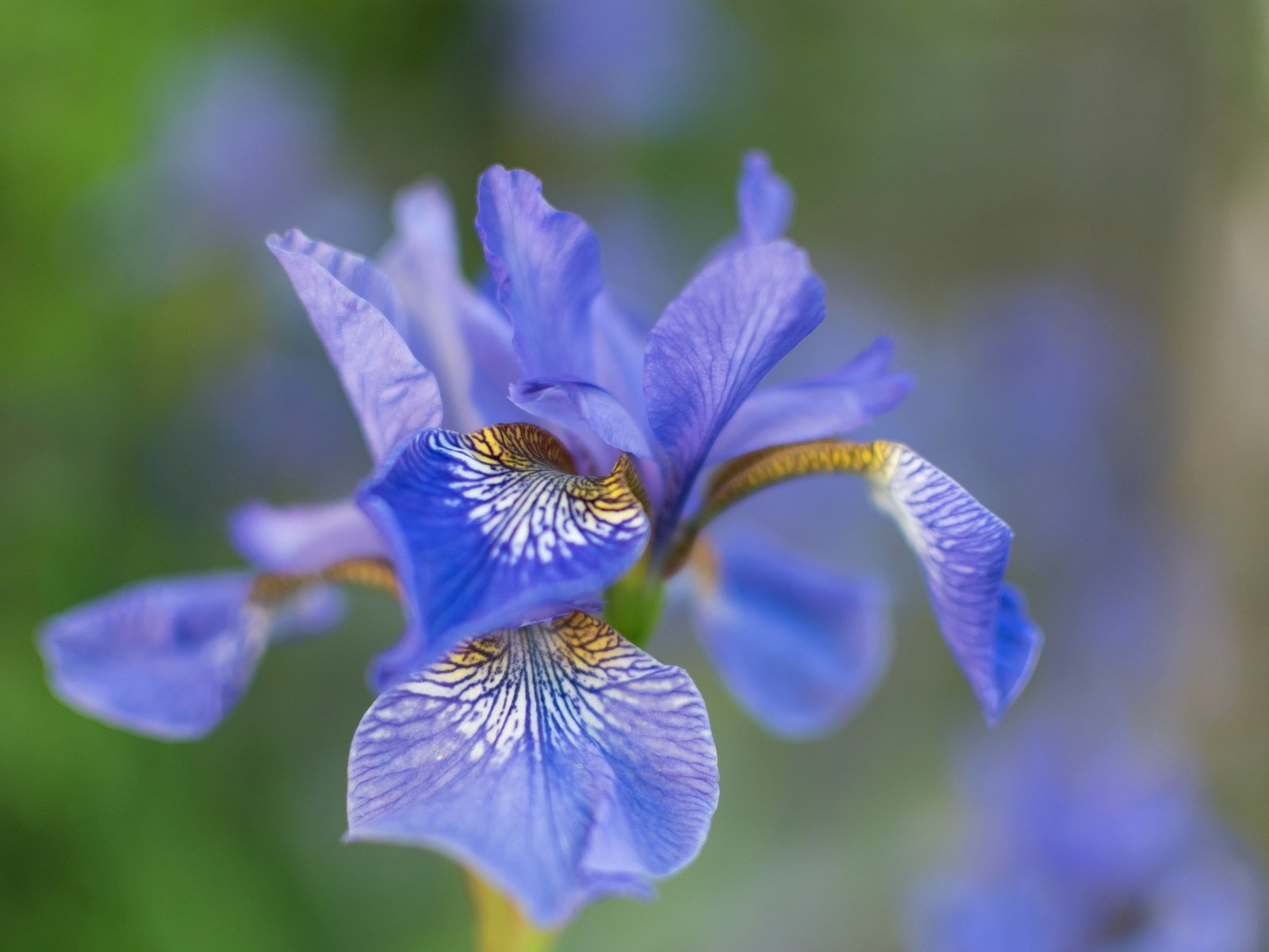 Обои природа, макро, цветок, лепестки, размытость, ирис, nature, macro, flower, petals, blur, iris разрешение 2048x1314 Загрузить