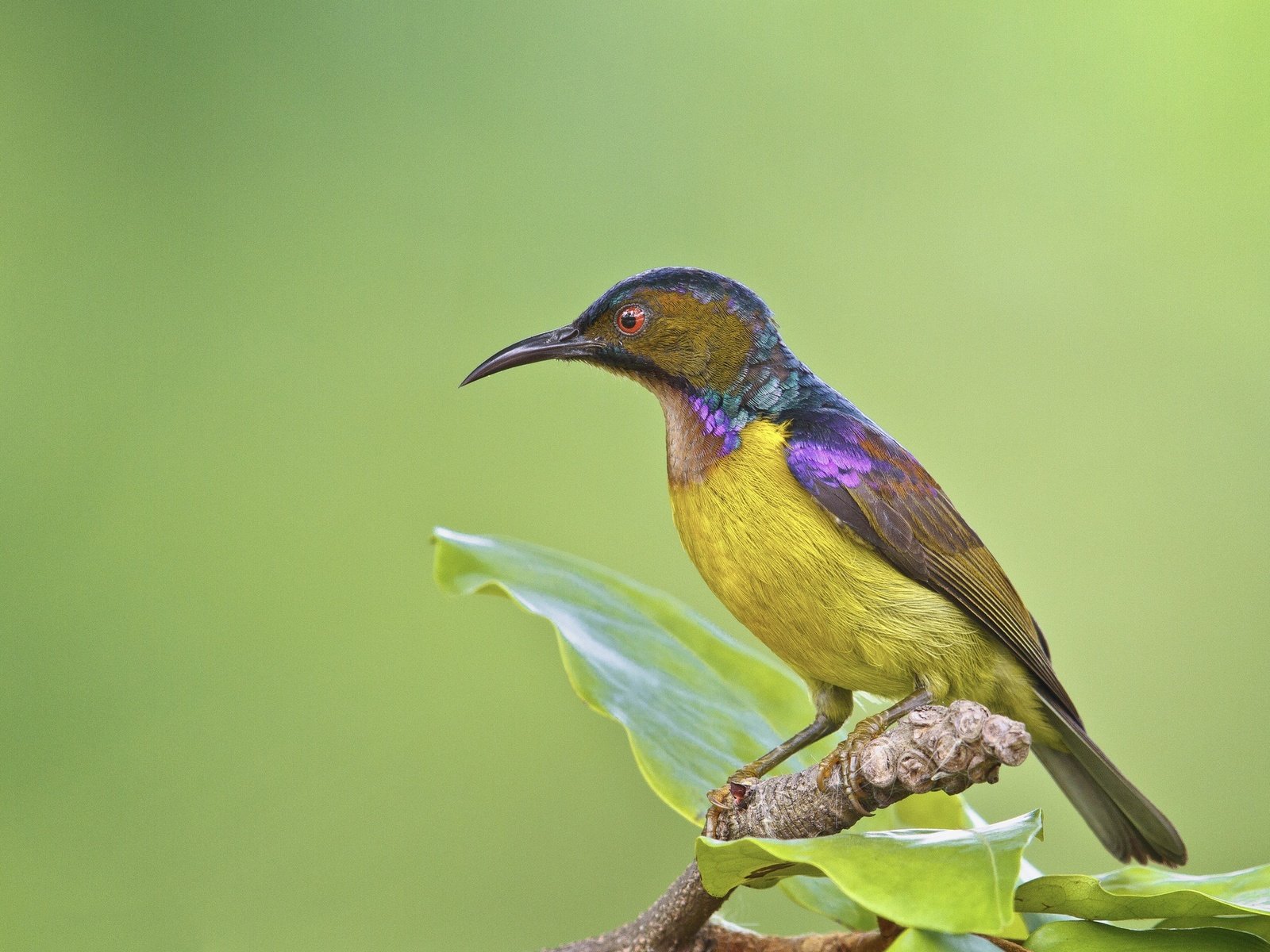 Обои ветка, листья, фон, птицы, птица, клюв, нектарница, branch, leaves, background, birds, bird, beak, the sunbird разрешение 2048x1365 Загрузить