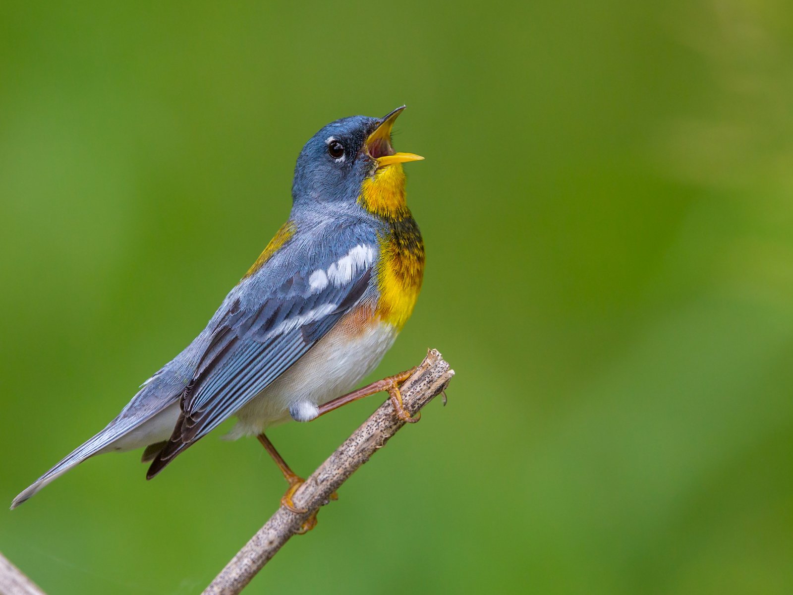 Обои птица, клюв, перья, белоглазая парула, славка, bird, beak, feathers, ferruginous of parul, warbler разрешение 2880x1800 Загрузить