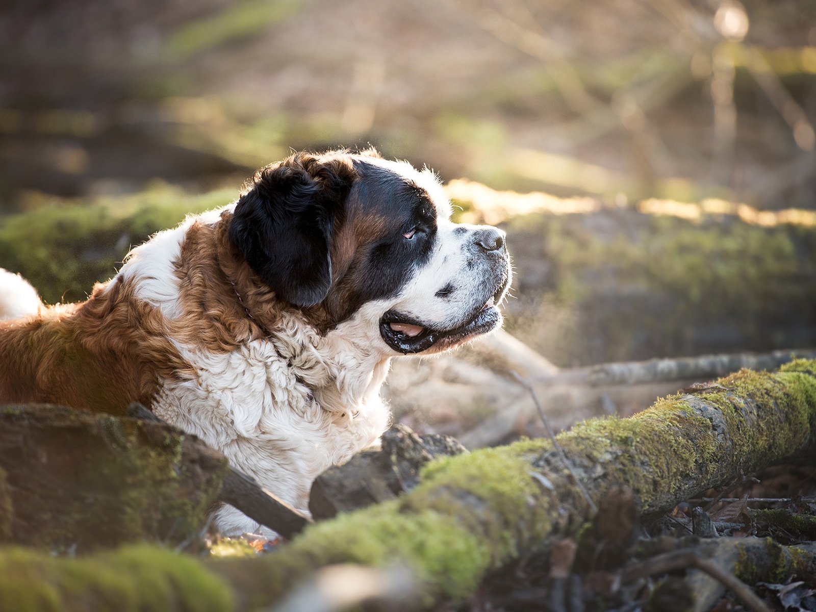 Обои природа, собака, профиль, мох, сенбернар, nature, dog, profile, moss, st. bernard разрешение 1920x1200 Загрузить