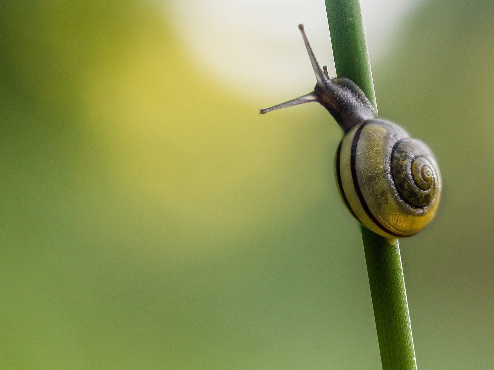 Обои фон, стебель, улитка, травa, background, stem, snail, grass разрешение 2048x1365 Загрузить