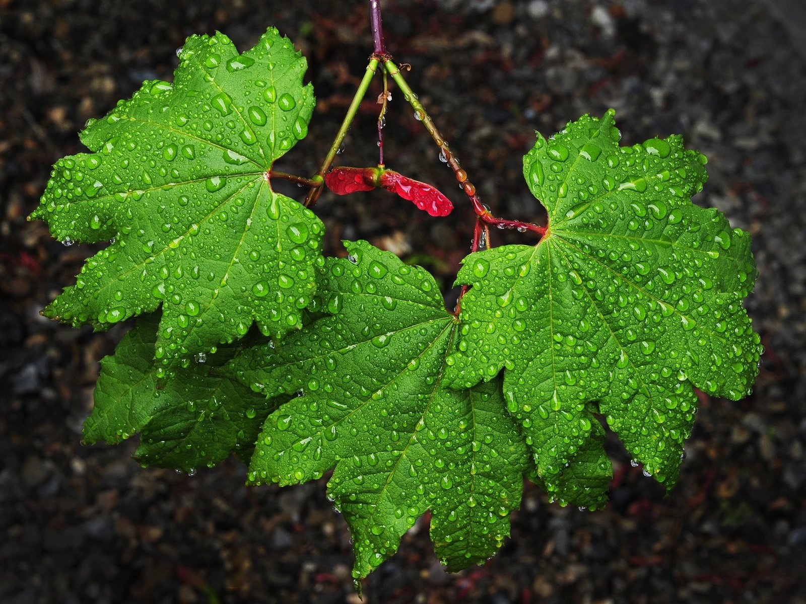 Обои природа, листья, капли, зеленые, дождь, клен, nature, leaves, drops, green, rain, maple разрешение 2560x1703 Загрузить