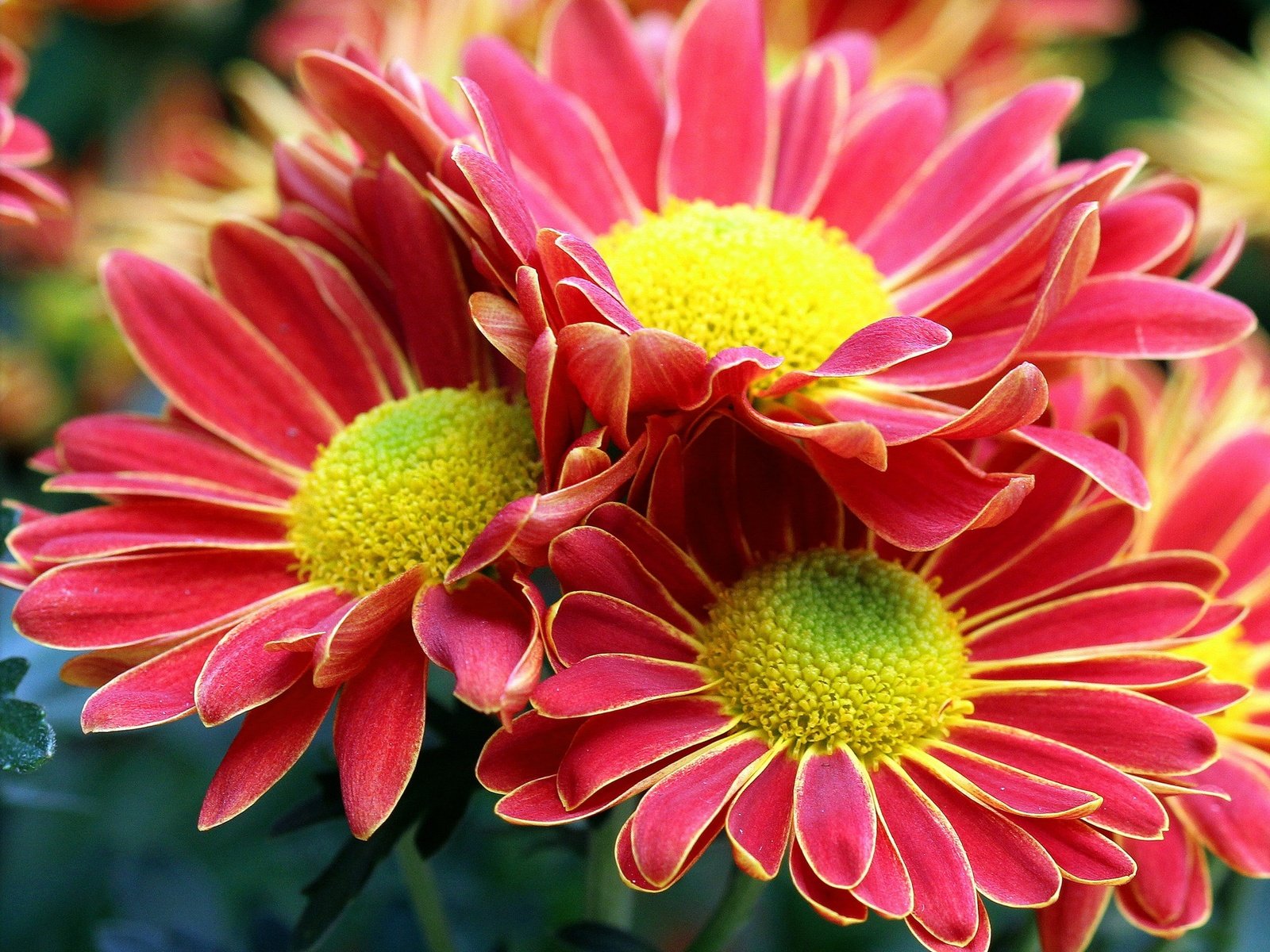 Обои цветы, макро, лепестки, букет, хризантемы, flowers, macro, petals, bouquet, chrysanthemum разрешение 2000x1509 Загрузить