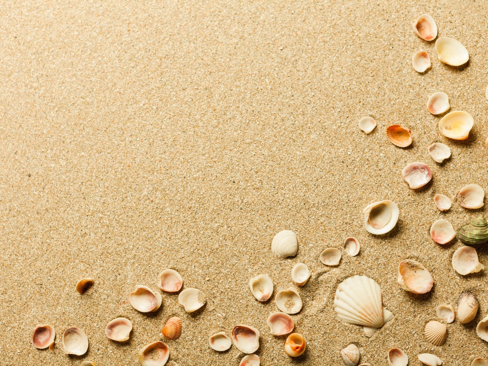 Обои песок, пляж, ракушки, sand, beach, shell разрешение 3840x2560 Загрузить