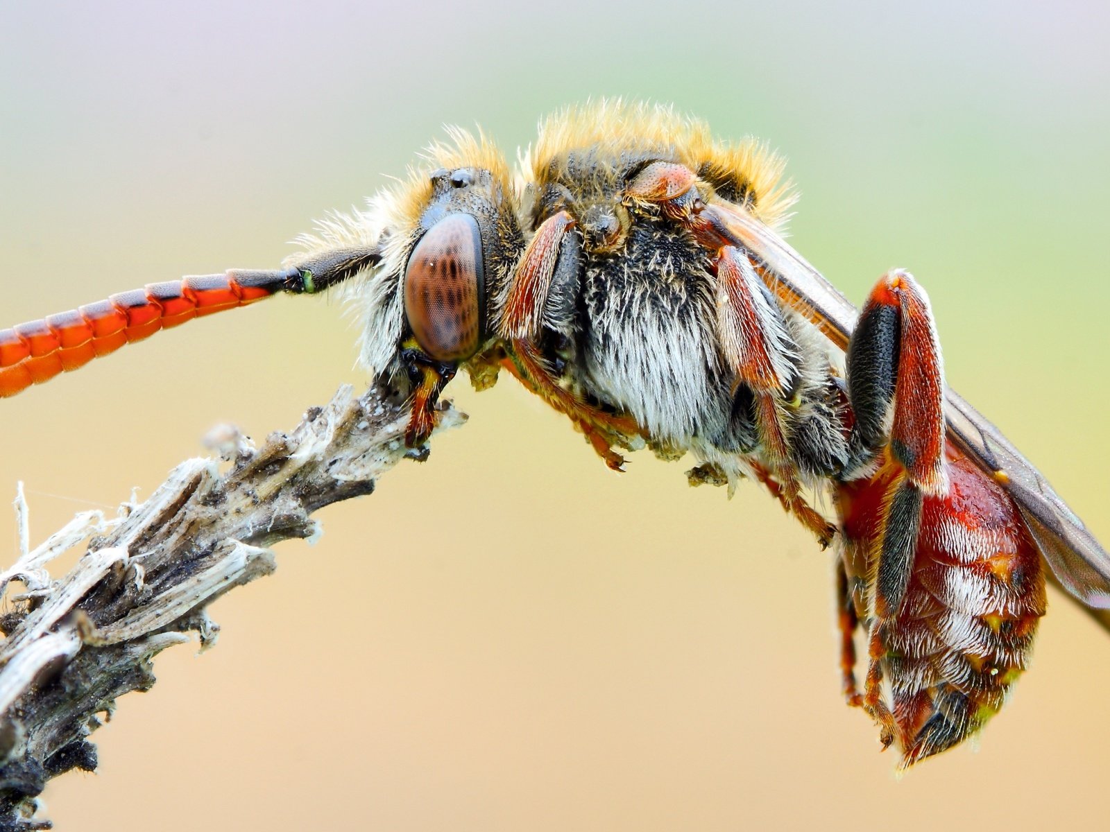 Обои природа, макро, насекомое, фон, растение, усики, пчела, оса, nature, macro, insect, background, plant, antennae, bee, osa разрешение 3587x2017 Загрузить