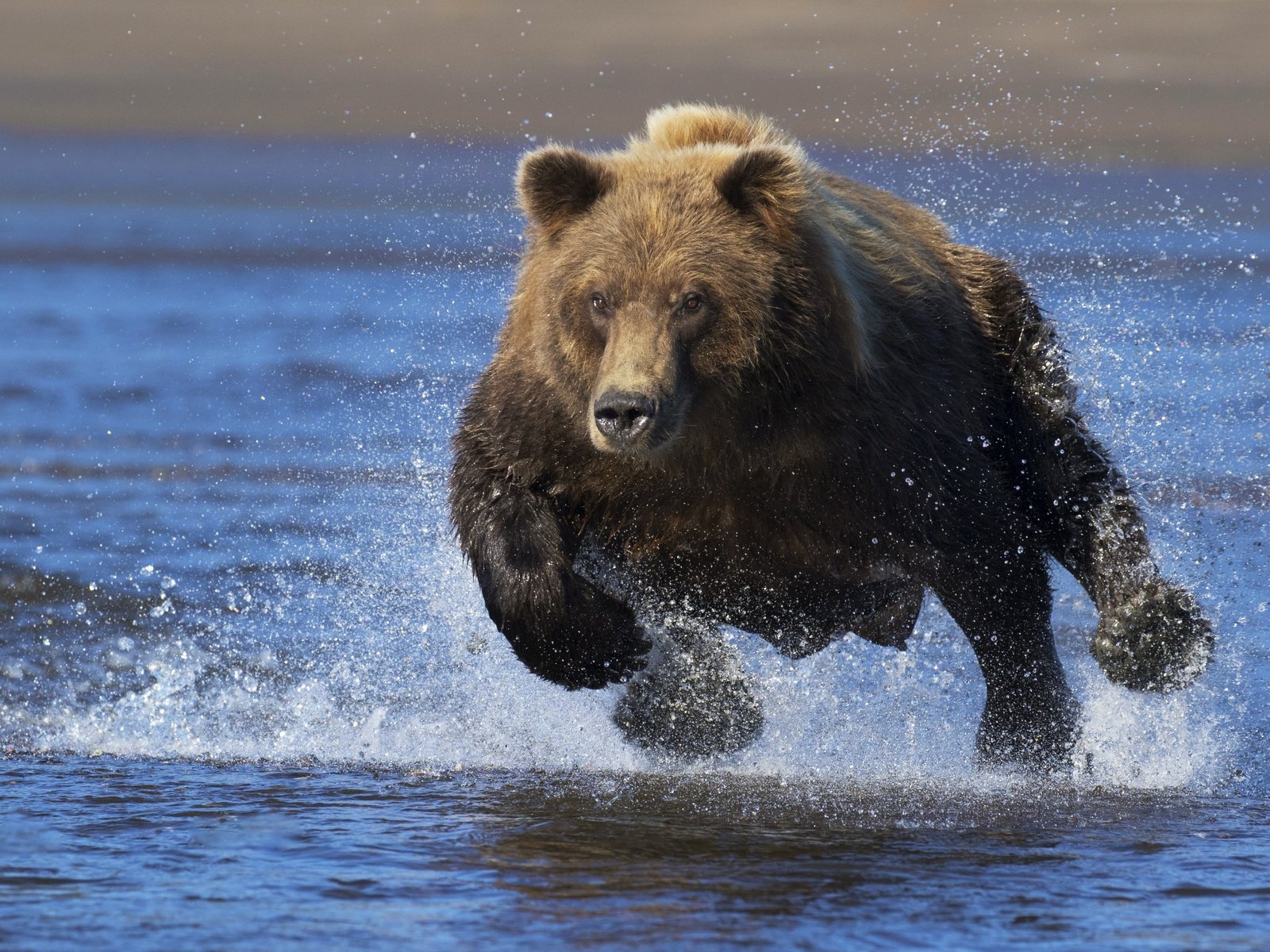 Обои морда, вода, взгляд, медведь, брызги, бег, face, water, look, bear, squirt, running разрешение 4278x2898 Загрузить