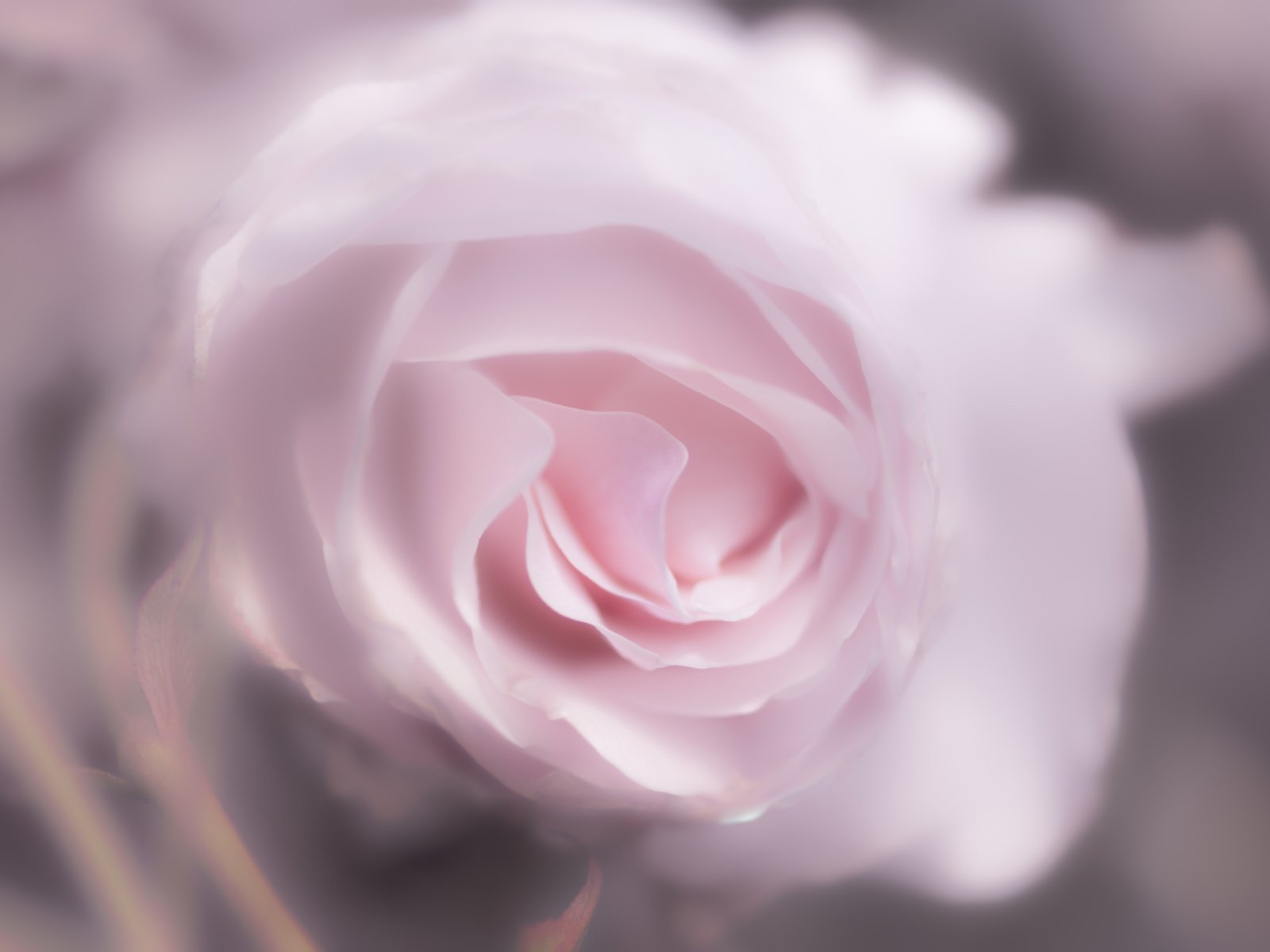 Обои цветок, роза, лепестки, 60, пинк, flower, rose, petals, pink разрешение 7360x4912 Загрузить