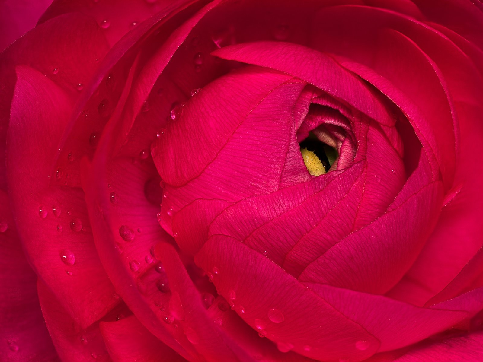 Обои макро, цветок, капли, лепестки, красный, ранункулюс, лютик, macro, flower, drops, petals, red, ranunculus, buttercup разрешение 2048x1461 Загрузить