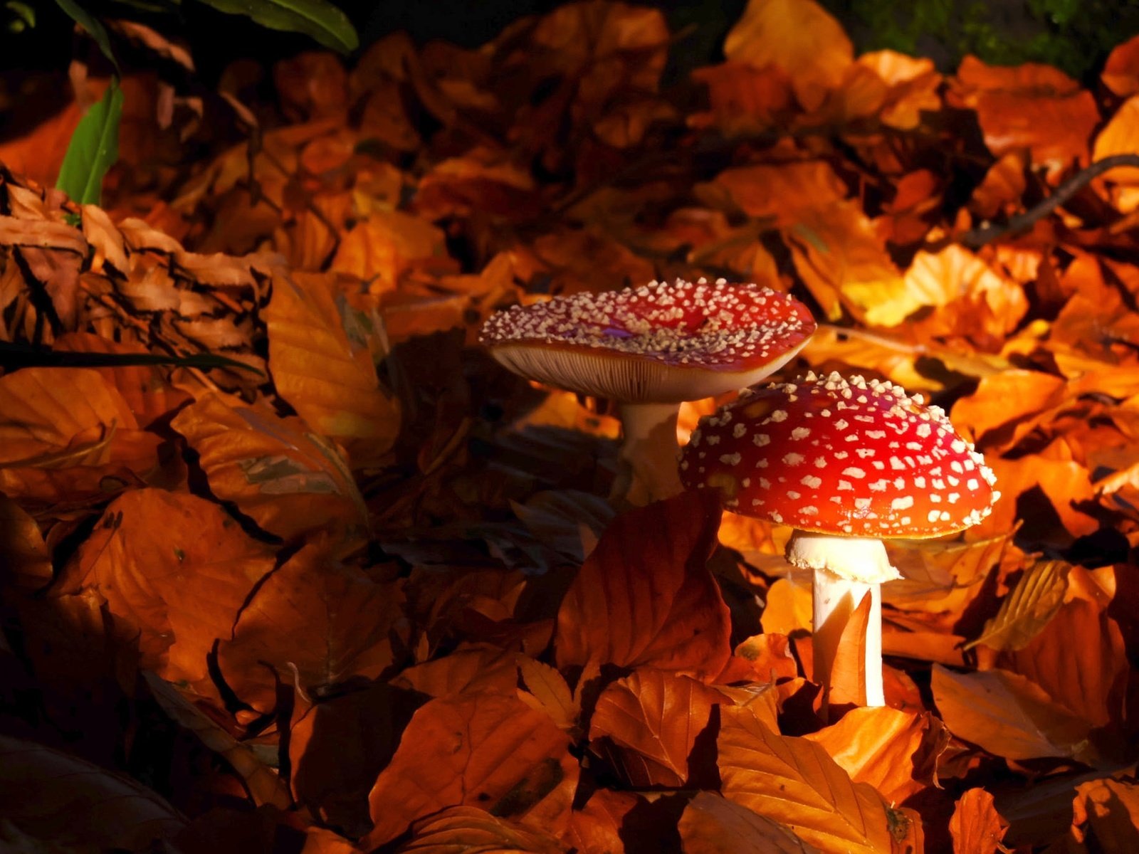 Обои природа, листья, осень, грибы, мухомор, мухоморы, nature, leaves, autumn, mushrooms, mushroom, amanita разрешение 2048x1363 Загрузить