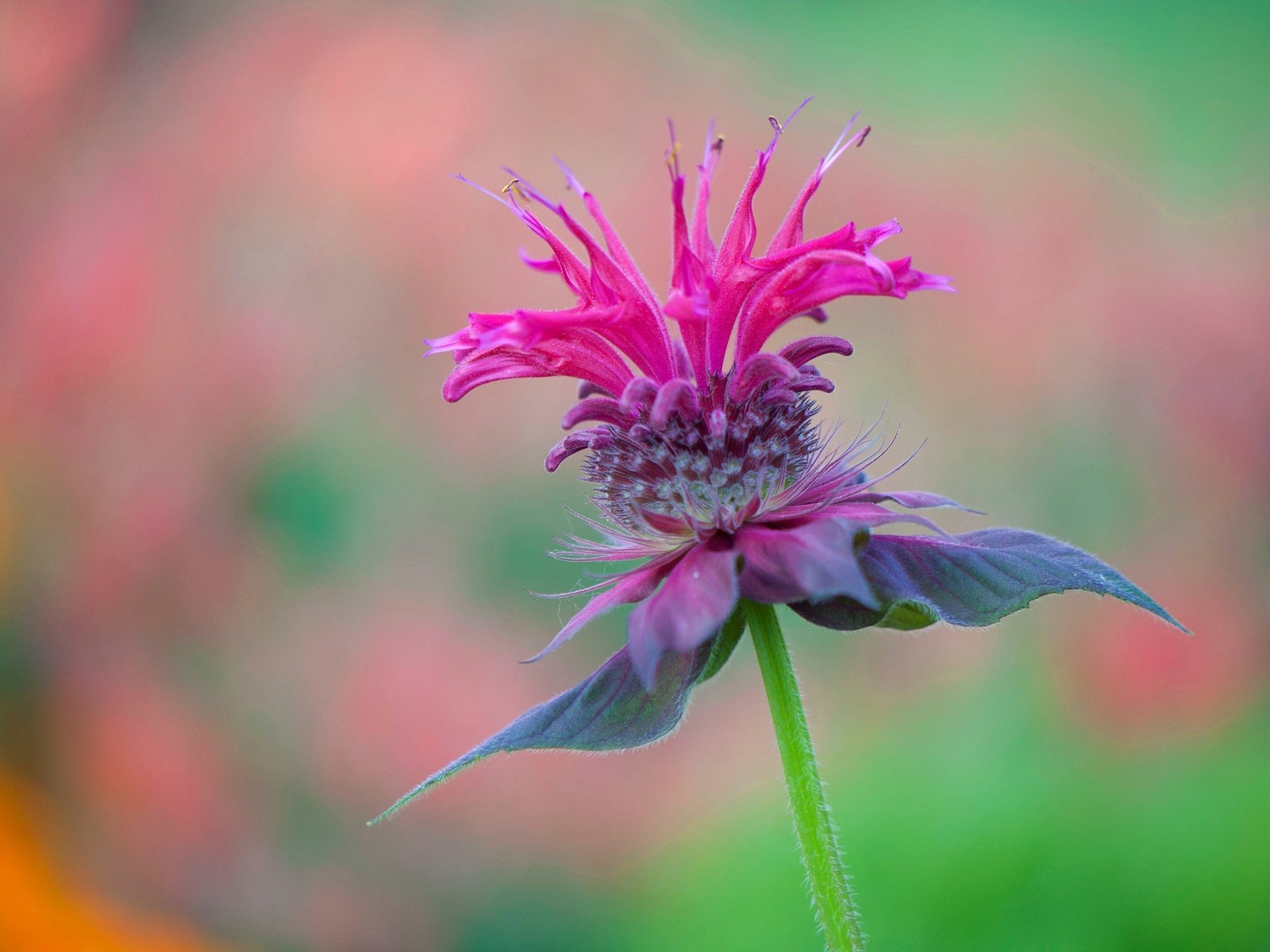 Обои макро, цветок, лепестки, размытость, сорняк, монарда, macro, flower, petals, blur, weed, monarda разрешение 4288x2848 Загрузить