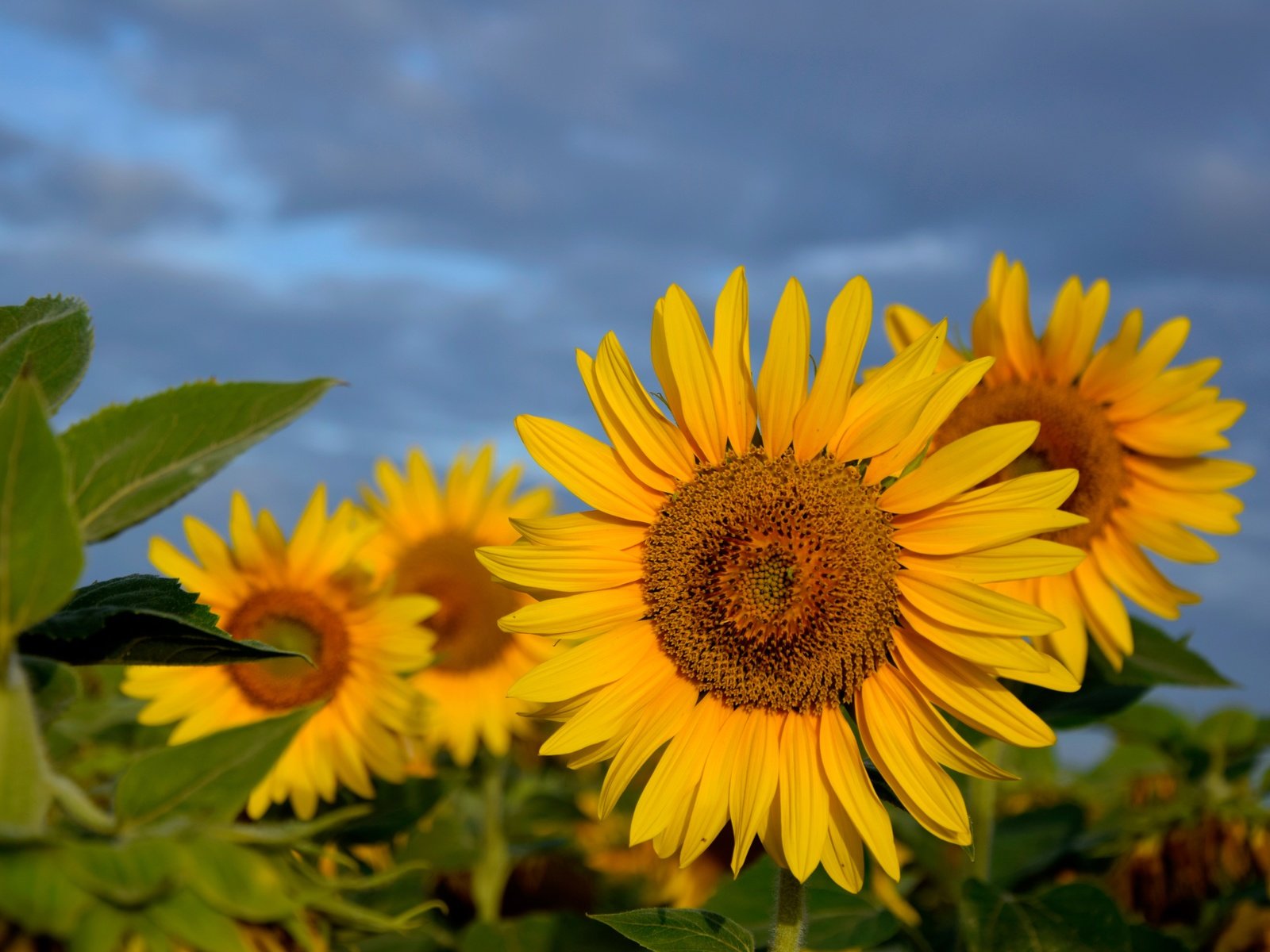 Обои небо, цветы, листья, поле, лето, лепестки, подсолнухи, the sky, flowers, leaves, field, summer, petals, sunflowers разрешение 6000x4000 Загрузить