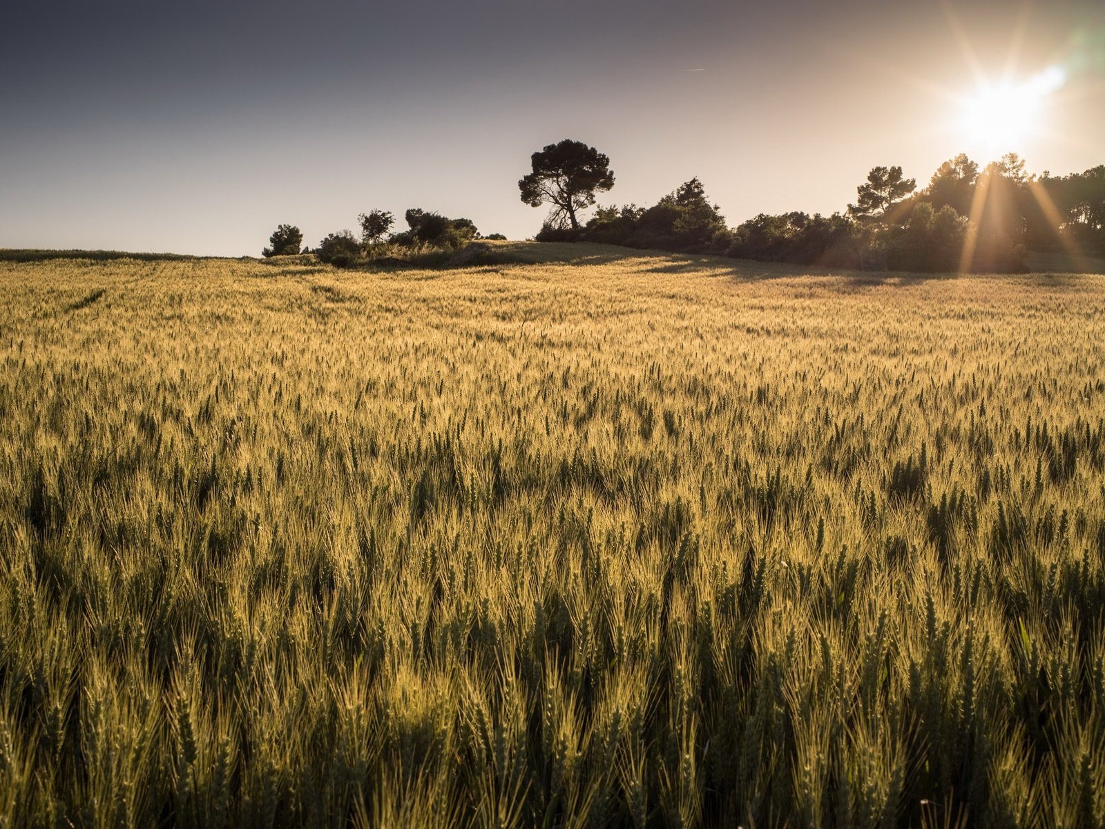 Обои свет, солнце, природа, поле, горизонт, лето, колосья, пшеница, light, the sun, nature, field, horizon, summer, ears, wheat разрешение 2048x1319 Загрузить