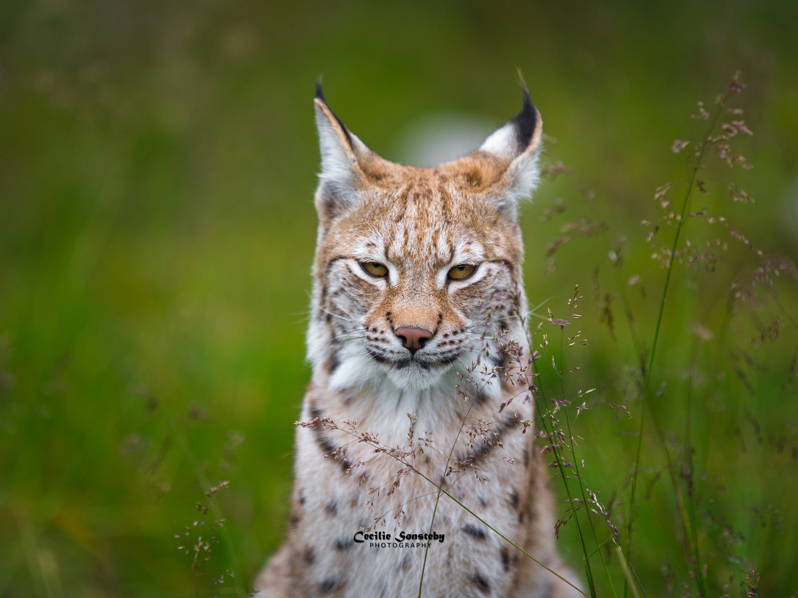 Обои трава, рысь, мордочка, взгляд, ушки, grass, lynx, muzzle, look, ears разрешение 2048x1365 Загрузить