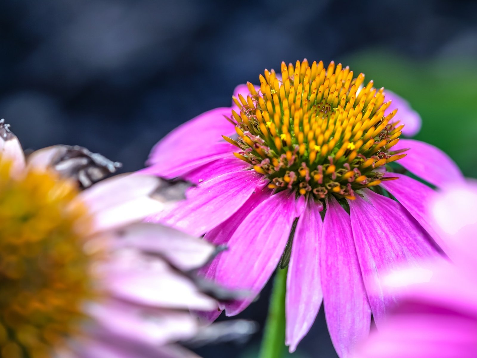 Обои макро, цветок, лепестки, розовый, эхинацея, macro, flower, petals, pink, echinacea разрешение 2048x1365 Загрузить