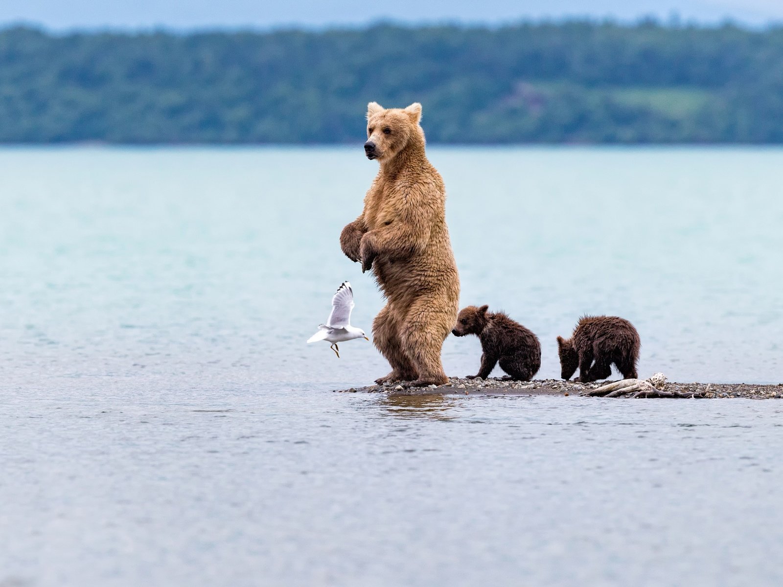 Обои вода, медведь, чайка, птица, медведица, медвежата, water, bear, seagull, bird, bears разрешение 2500x1667 Загрузить