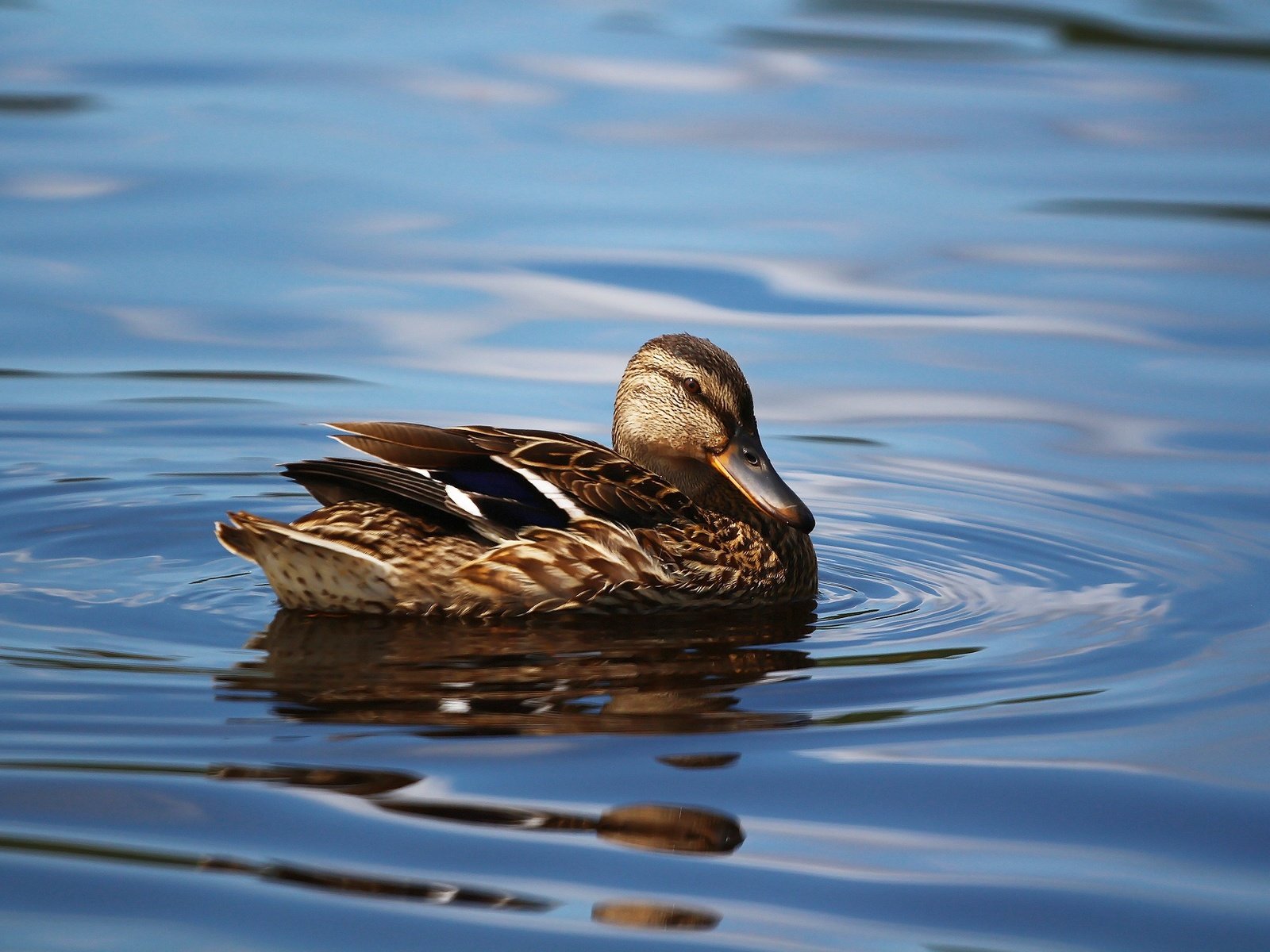 Обои озеро, птица, клюв, перья, озёра, утка, кряква, уточка, lake, bird, beak, feathers, duck, mallard разрешение 1920x1280 Загрузить