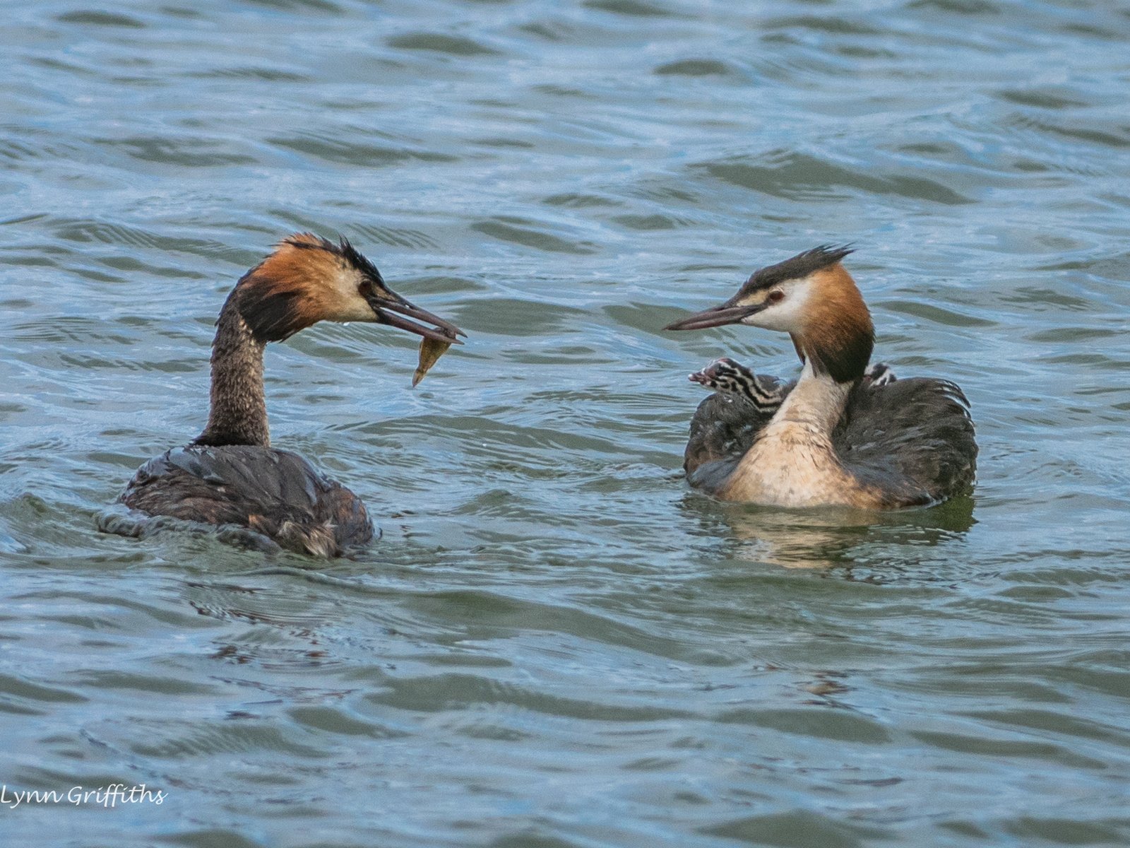 Обои вода, птицы, большая поганка, чомга, поганка, lynn griffiths, water, birds, great crested grebe, the great crested grebe, toadstool разрешение 2036x1359 Загрузить