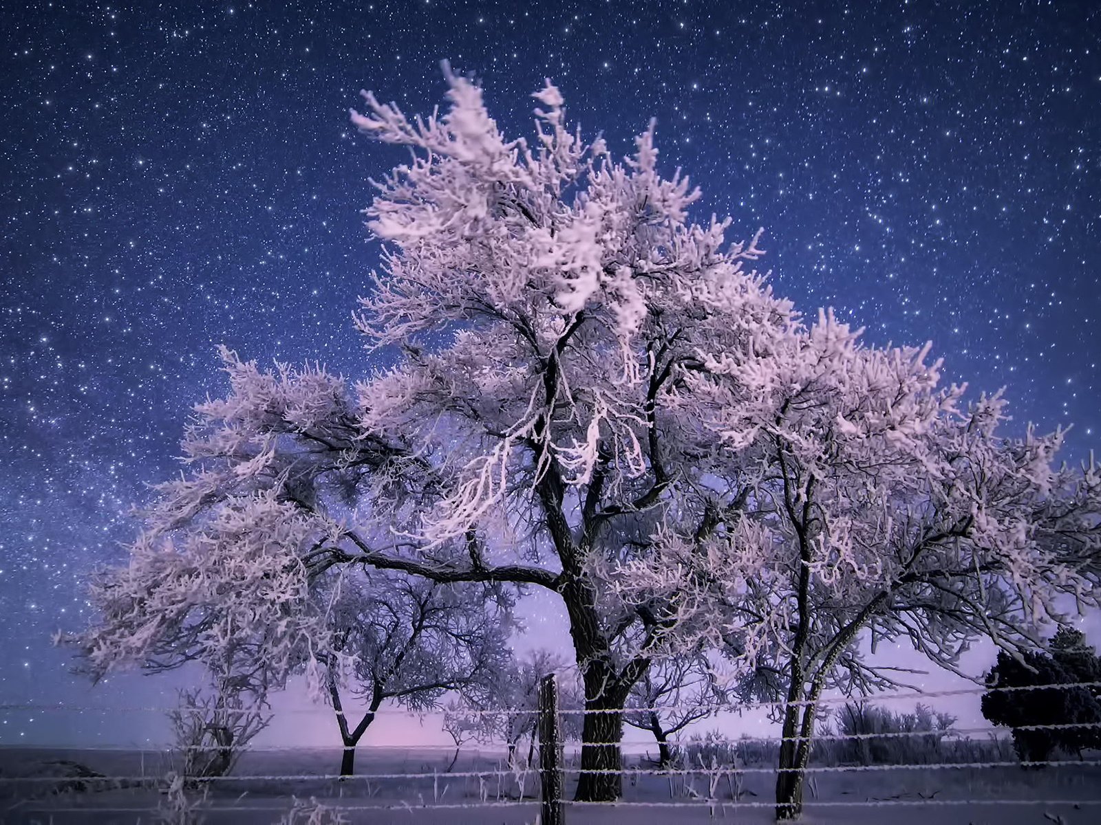 Обои деревья, природа, зима, пейзаж, иней, забор, trees, nature, winter, landscape, frost, the fence разрешение 1920x1200 Загрузить