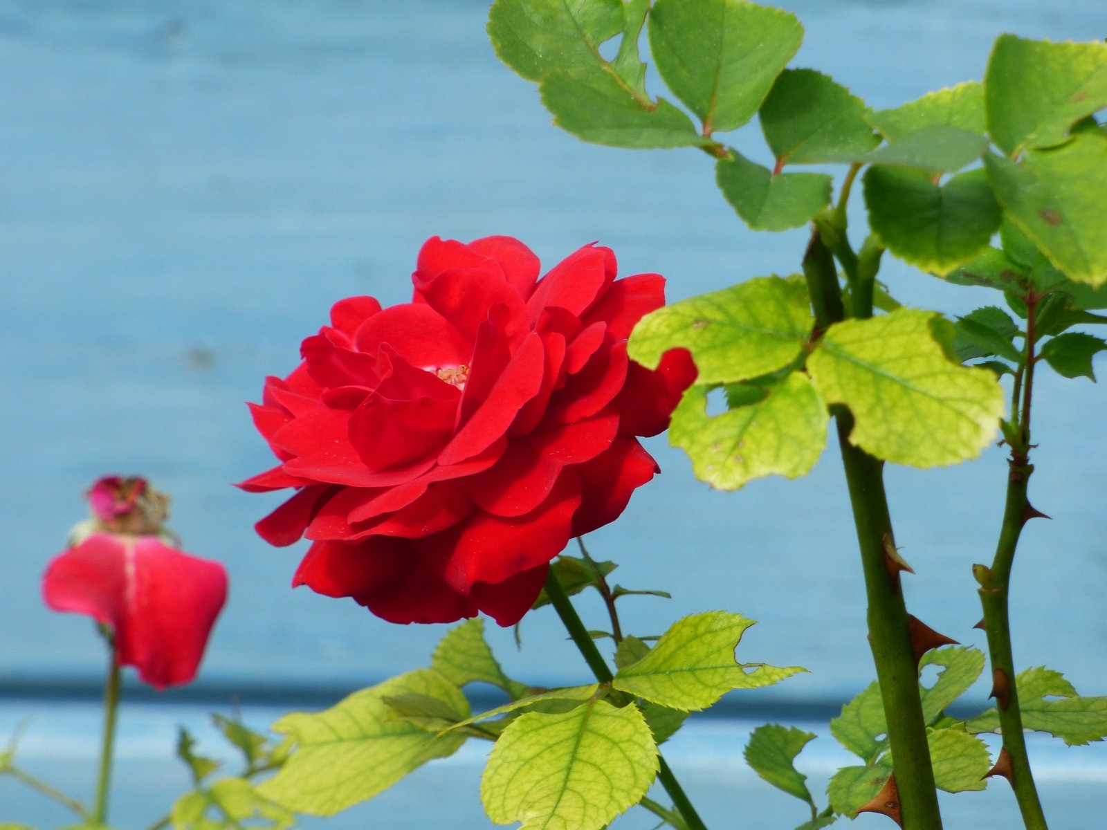 Обои листья, цветок, роза, лепестки, куст, стебли, красная роза, leaves, flower, rose, petals, bush, stems, red rose разрешение 4608x3456 Загрузить