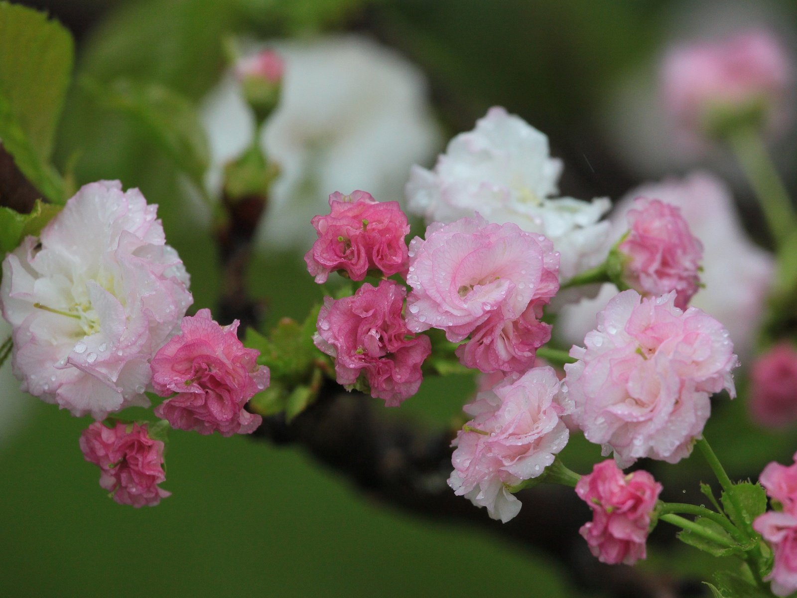 Обои цветы, цветение, весна, вишня, капли воды, flowers, flowering, spring, cherry, water drops разрешение 4752x3168 Загрузить