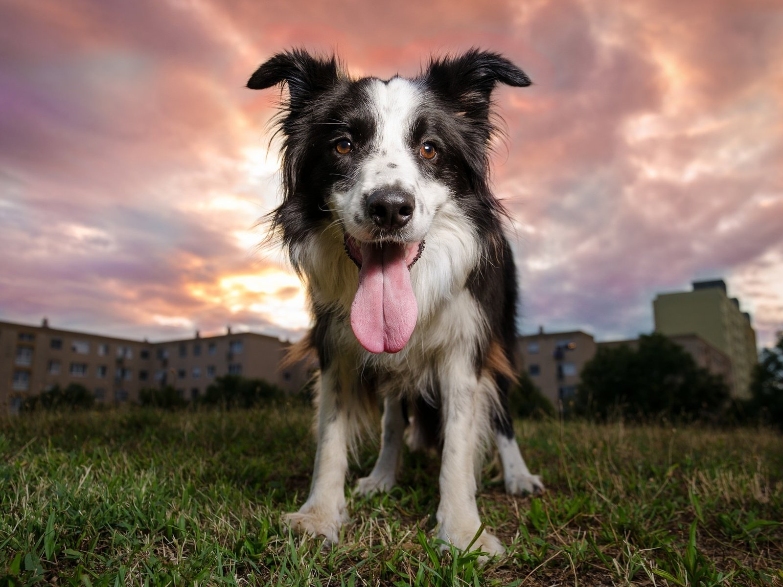 Обои вечер, закат, собака, язык, бордер-колли, the evening, sunset, dog, language, the border collie разрешение 2048x1304 Загрузить