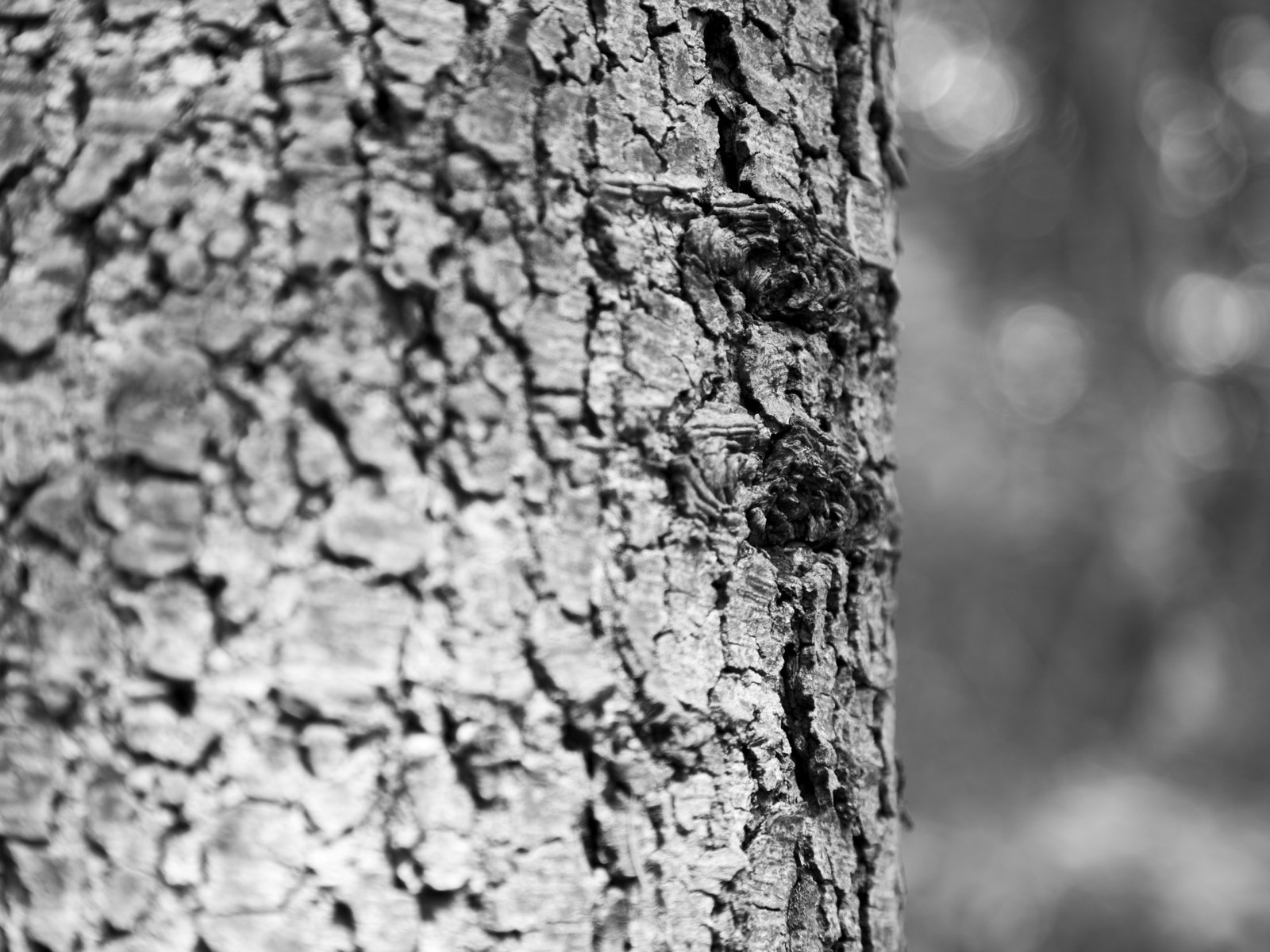 Обои дерево, текстура, чёрно-белое, ствол, кора, древесина, кора дерева, tree, texture, black and white, trunk, bark, wood, tree bark разрешение 5760x3840 Загрузить