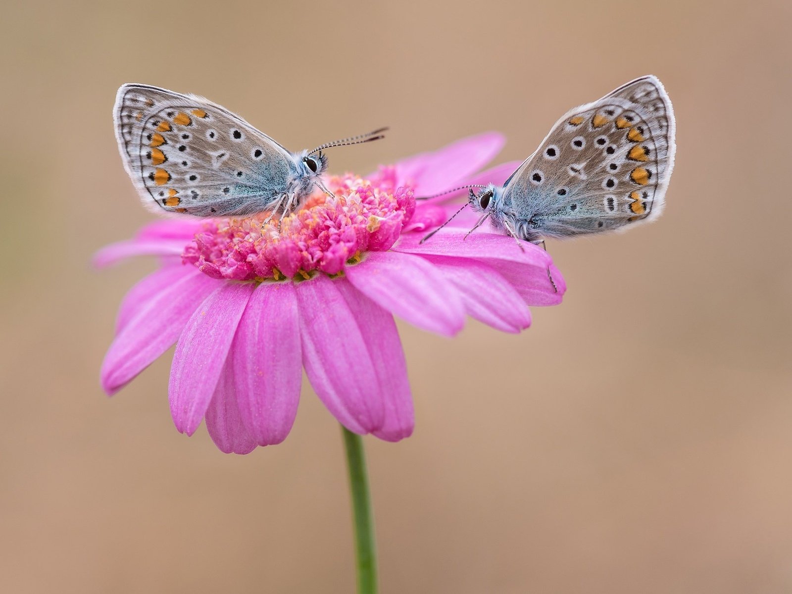 Обои цветок, парочка, бабочки, flower, a couple, butterfly разрешение 2048x1365 Загрузить