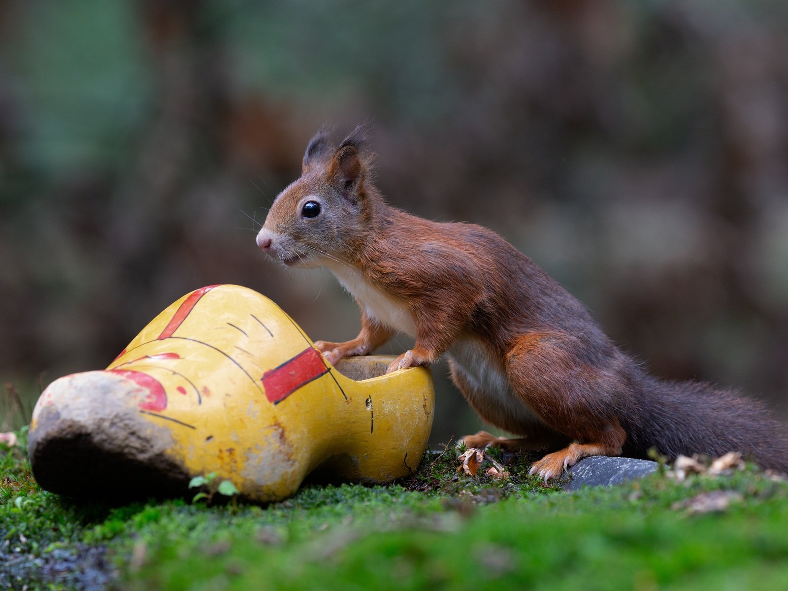 Обои белка, боке, белочка, грызун, башмак, protein, bokeh, squirrel, rodent, shoe разрешение 4562x3041 Загрузить