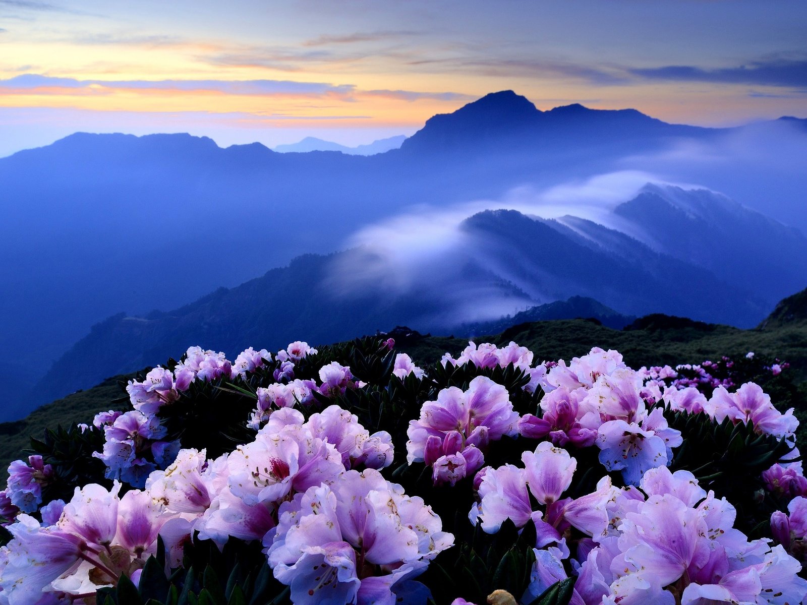 Обои рододендроны, цветы, горы, холмы, туман, кусты, розовые, синева, азалия, rhododendrons, flowers, mountains, hills, fog, the bushes, pink, blue, azalea разрешение 3000x1959 Загрузить