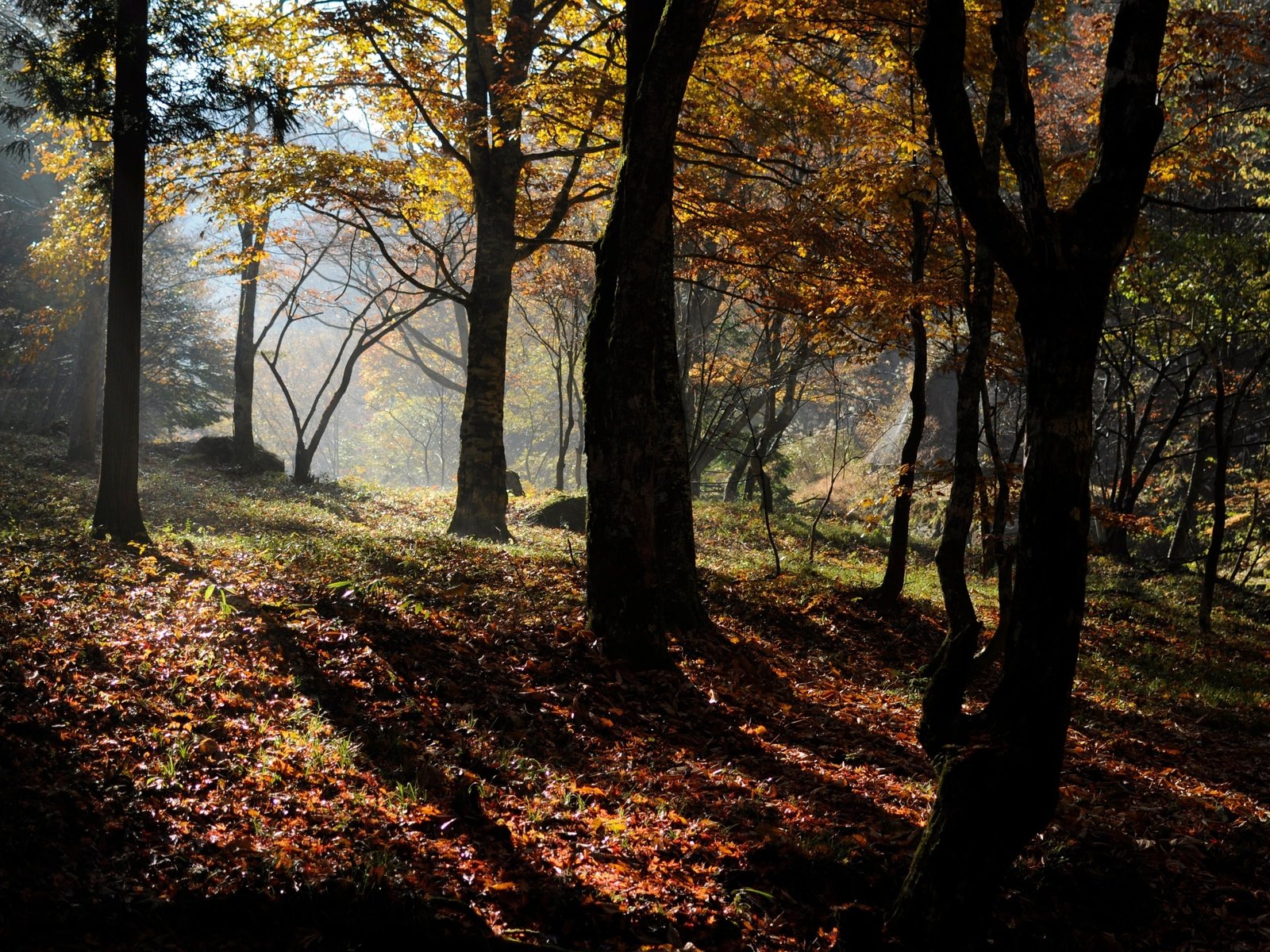 Обои деревья, природа, лес, осень, trees, nature, forest, autumn разрешение 3840x2373 Загрузить