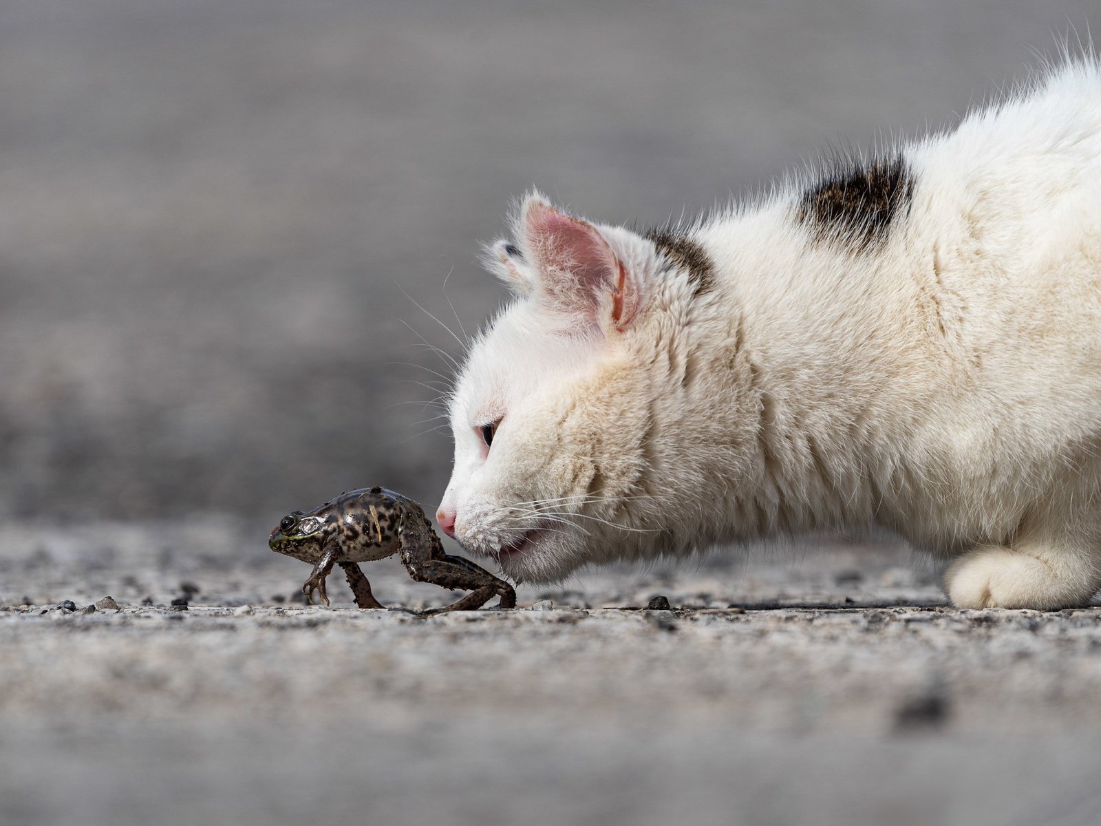 Обои морда, кот, кошка, котенок, лягушка, профиль, интерес, face, cat, kitty, frog, profile, interest разрешение 2048x1365 Загрузить