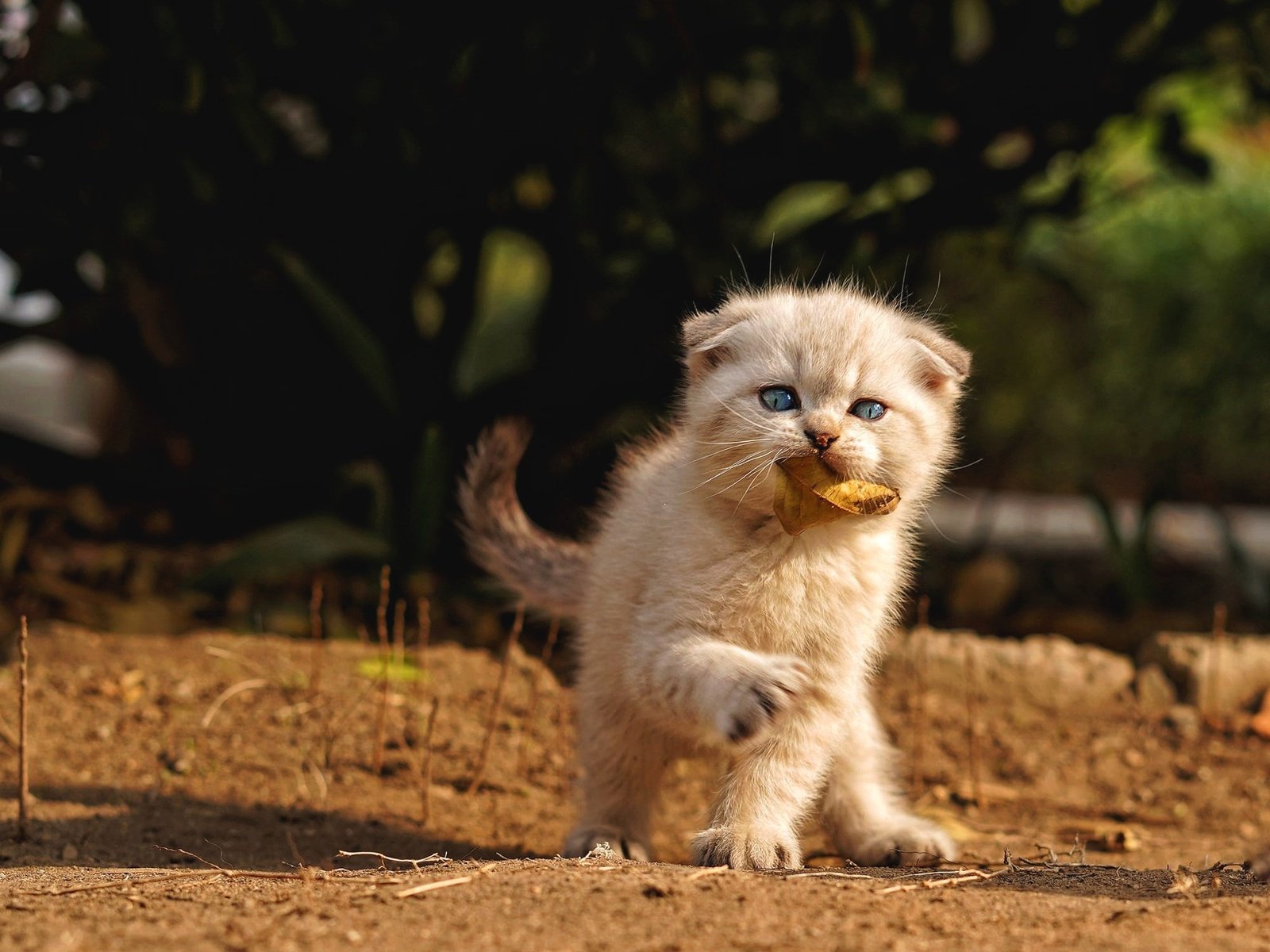 Обои кошка, взгляд, листок, осень, котенок, игра, мордашка, вислоухий, cat, look, leaf, autumn, kitty, the game, face, fold разрешение 2000x1501 Загрузить