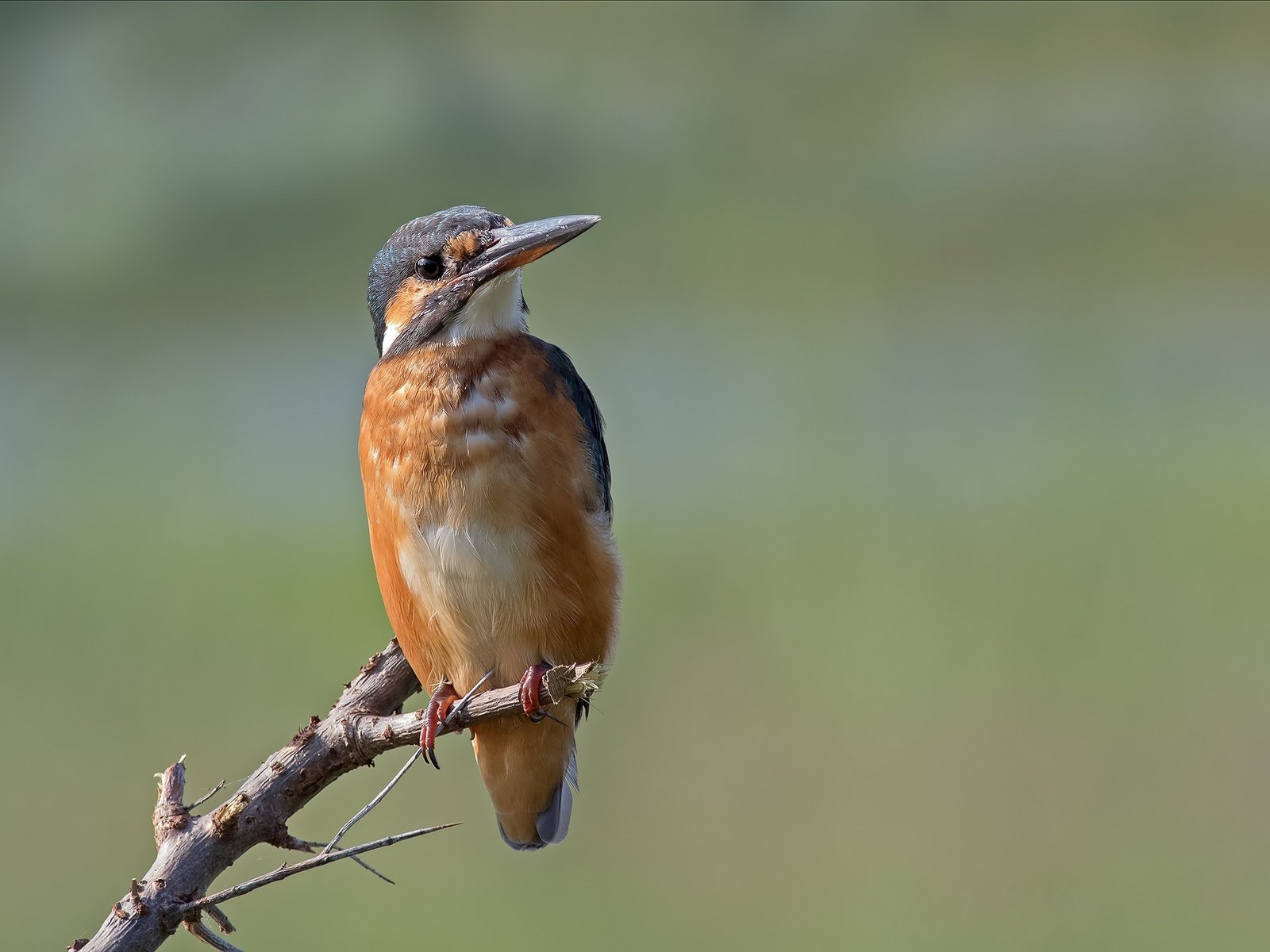 Обои ветка, птица, зимородок, branch, bird, kingfisher разрешение 2048x1365 Загрузить