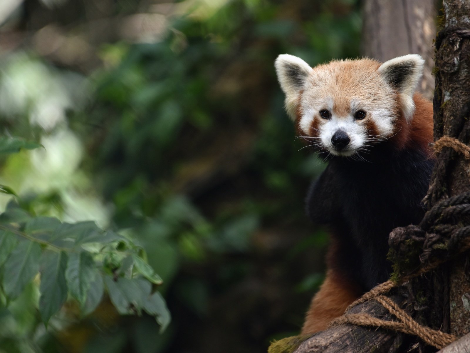 Обои ветки, листва, взгляд, красная панда, малая панда, branches, foliage, look, red panda разрешение 3840x2563 Загрузить