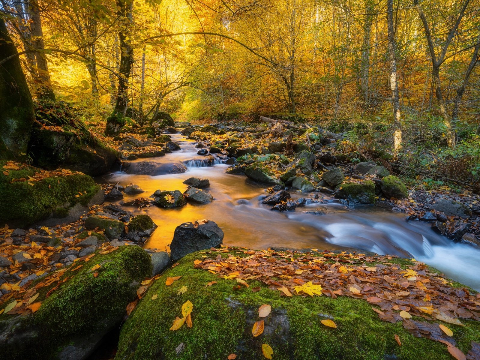 Обои деревья, природа, камни, лес, листья, пейзаж, ручей, осень, trees, nature, stones, forest, leaves, landscape, stream, autumn разрешение 2000x1334 Загрузить