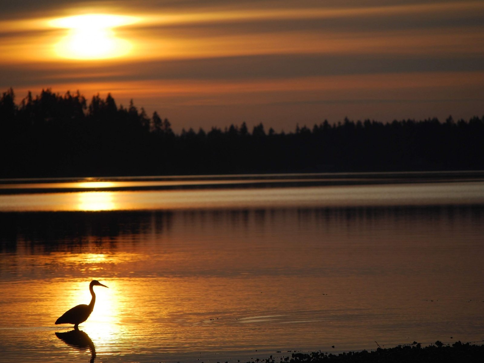 Обои вечер, озеро, солнце, закат, птица, куст, цапля, the evening, lake, the sun, sunset, bird, bush, heron разрешение 2880x1800 Загрузить