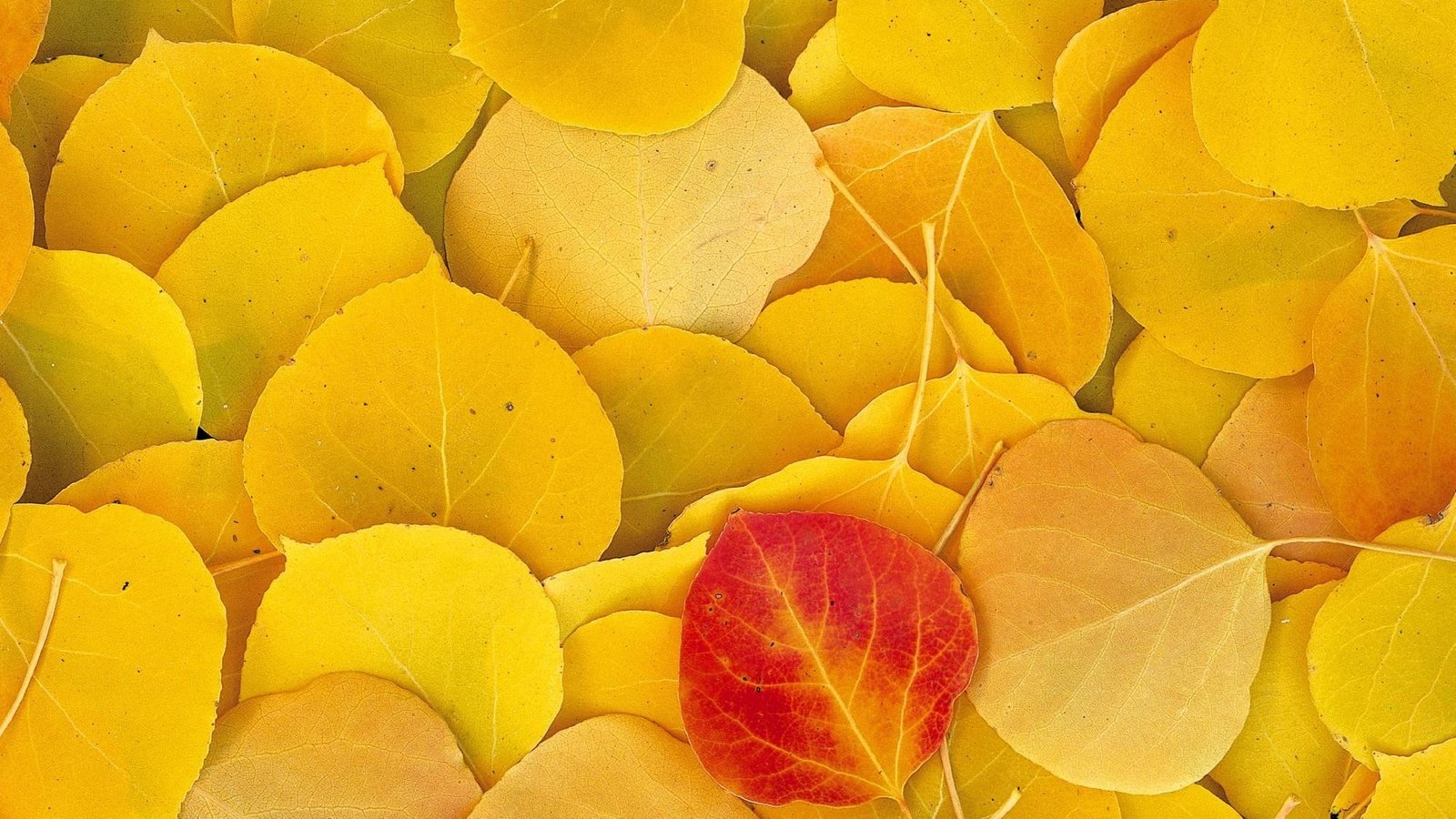 Обои листья, осень, желтые, leaves, autumn, yellow разрешение 1999x1333 Загрузить