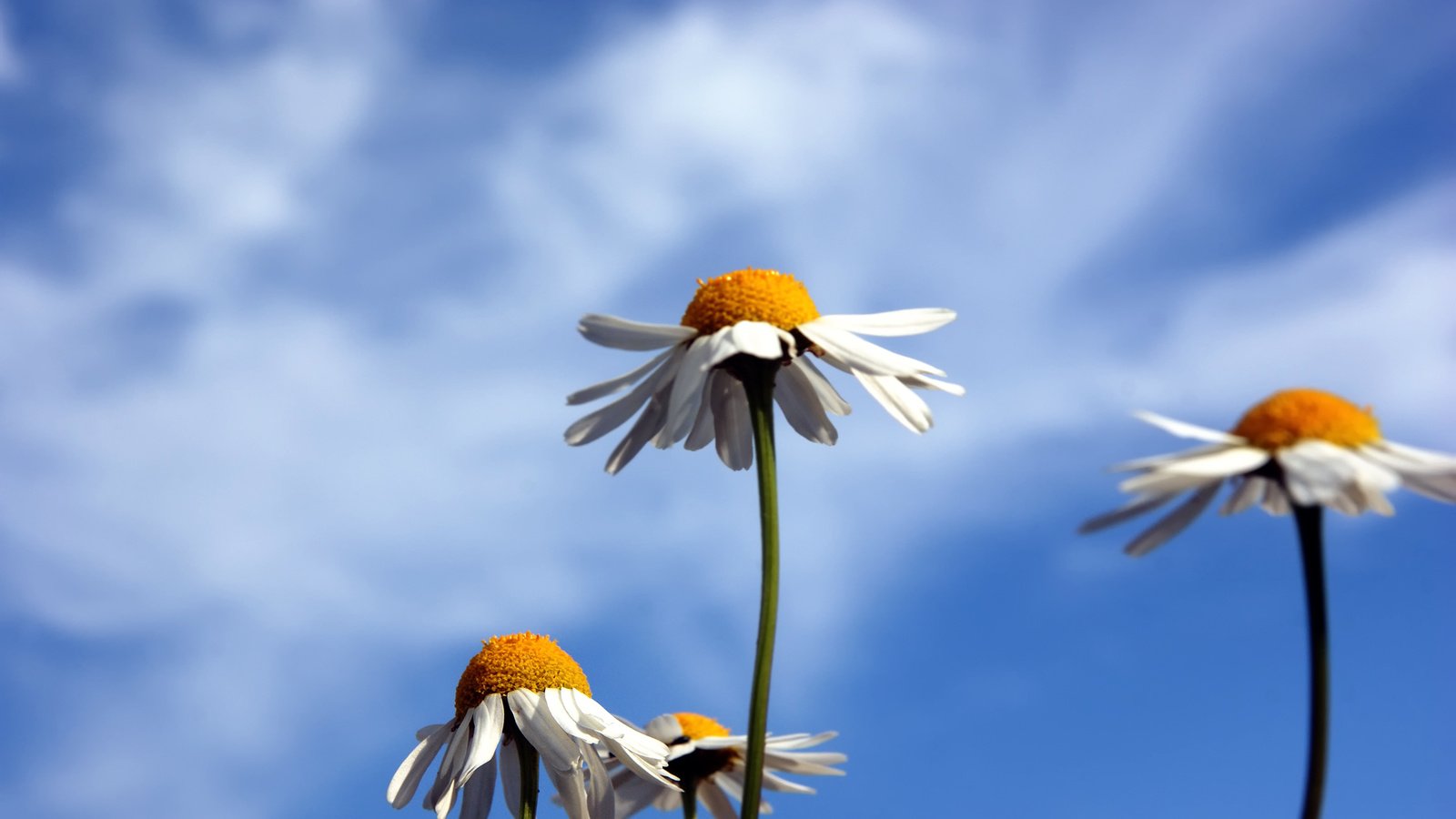 Обои небо, природа, ромашки, the sky, nature, chamomile разрешение 1920x1200 Загрузить