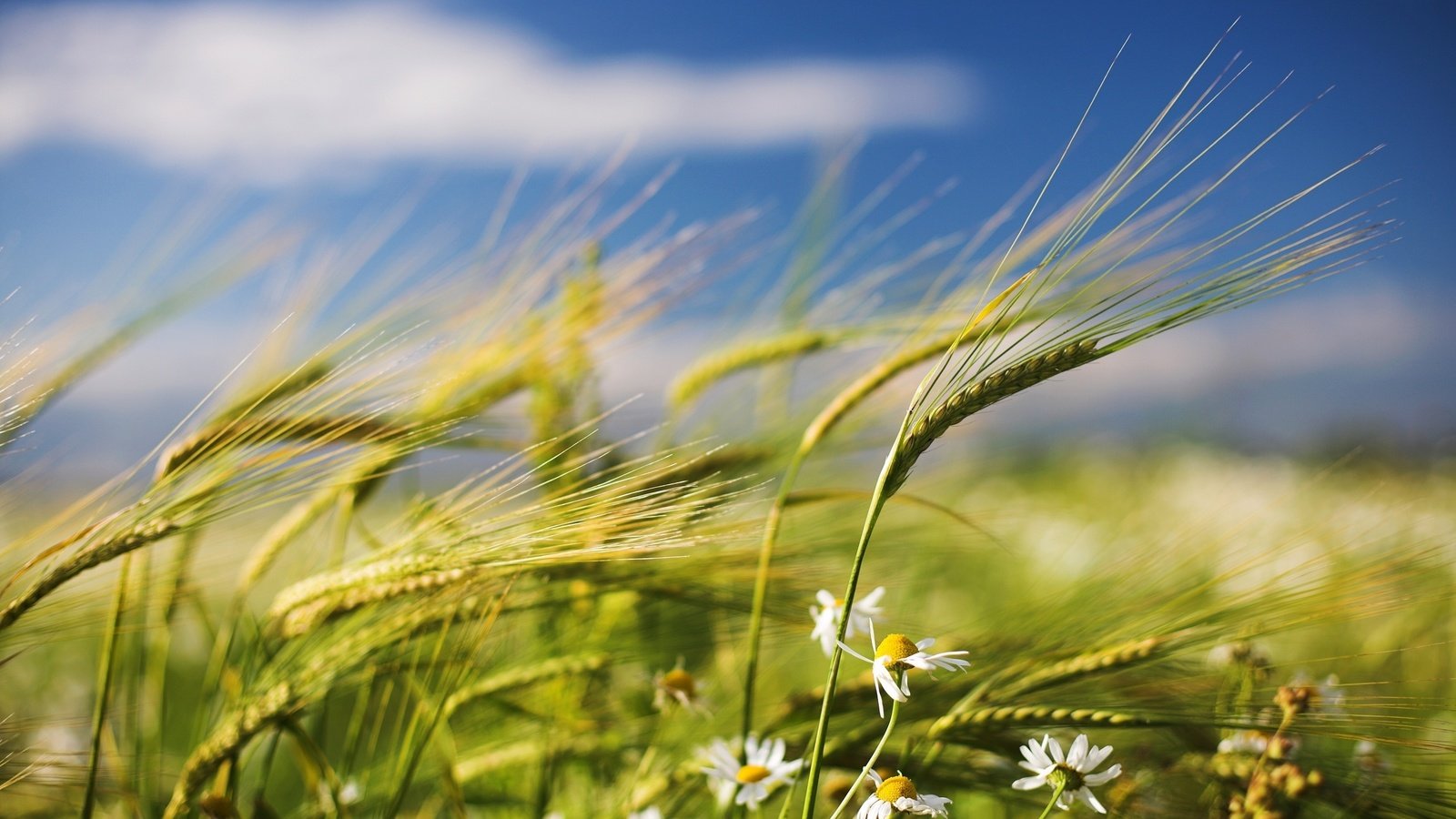 Обои цветы, поле, лето, пшеница, колоски, ромашки, ветер, flowers, field, summer, wheat, spikelets, chamomile, the wind разрешение 2560x1600 Загрузить