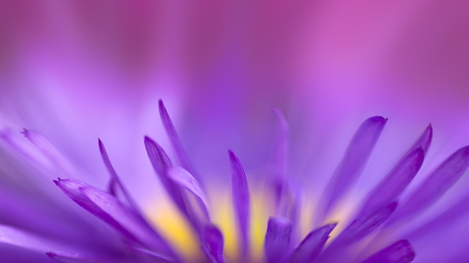 Обои цветок, фиолетовый, хрупкий, flower, purple, fragile разрешение 2560x1600 Загрузить