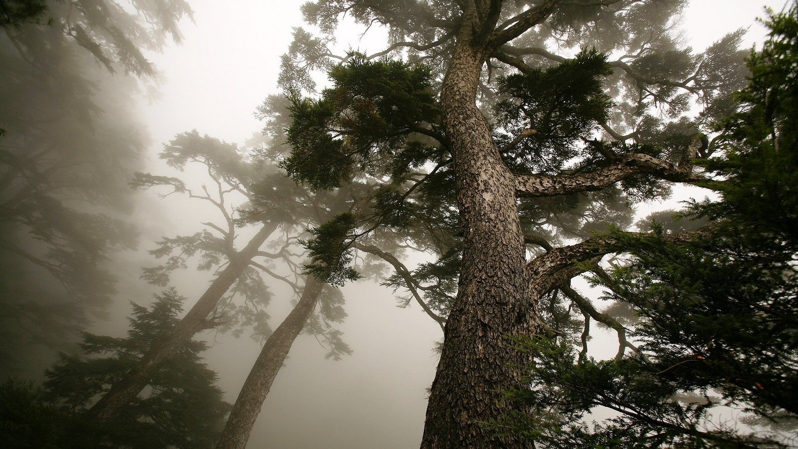 Обои дерево, туман, ствол, сосна, вид снизу, tree, fog, trunk, pine, bottom view разрешение 1920x1200 Загрузить