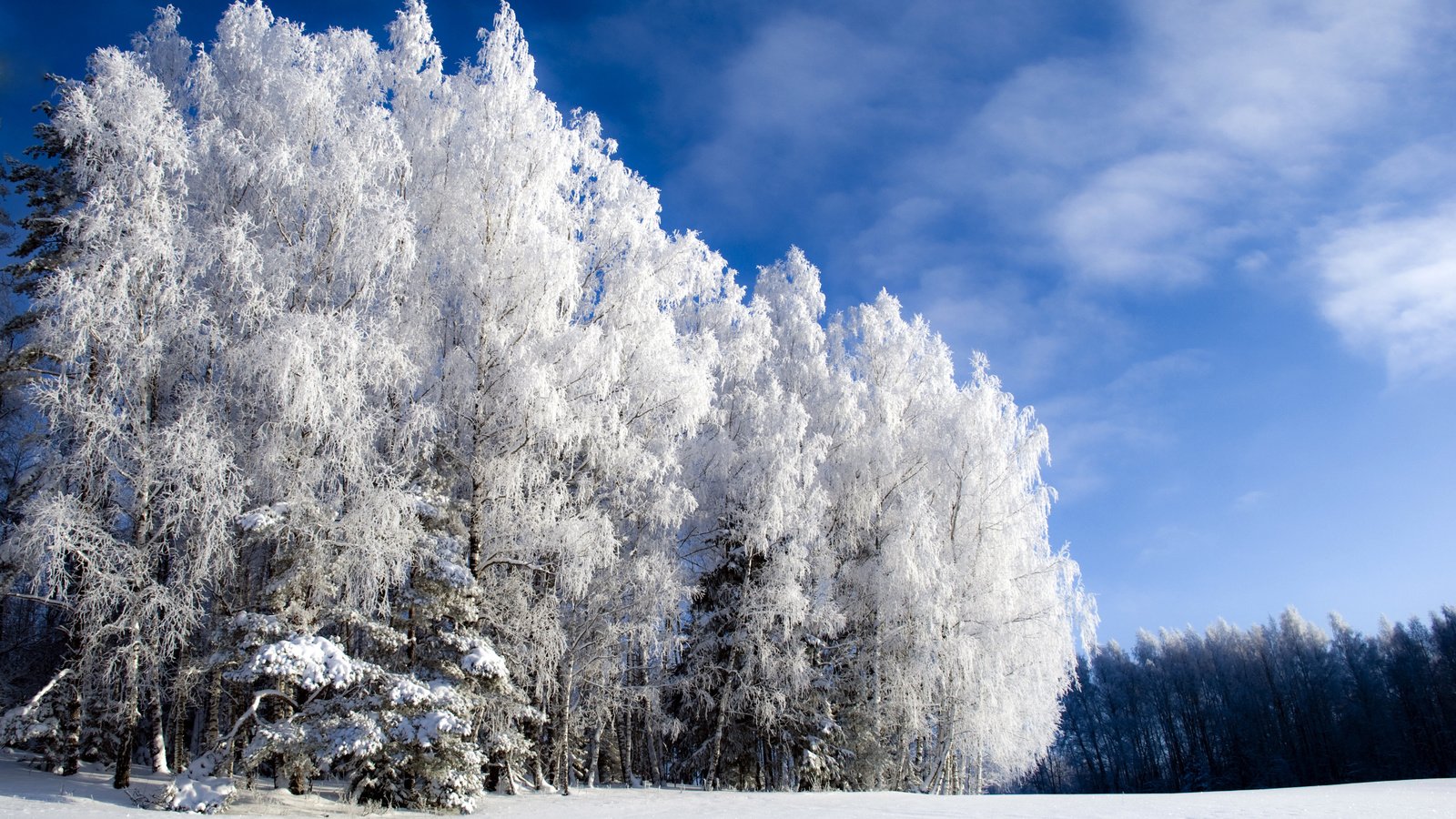 Обои небо, лес, зима, холодно, winter is beautiful but cold, иний, the sky, forest, winter, cold, blue разрешение 3682x2592 Загрузить