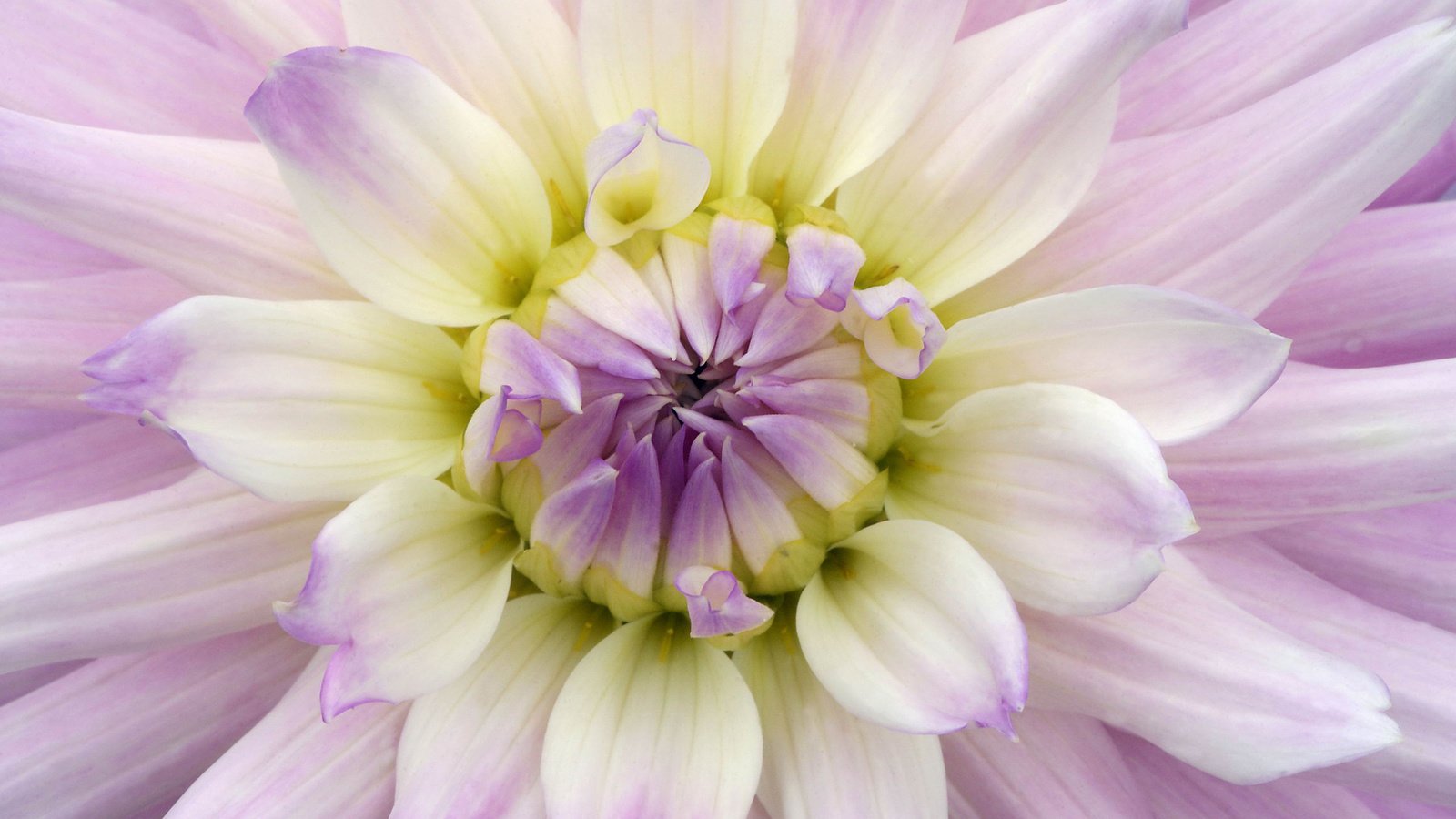 Обои лепестки, бутон, георгина, фиолетовая, petals, bud, dahlia, purple разрешение 2560x1600 Загрузить