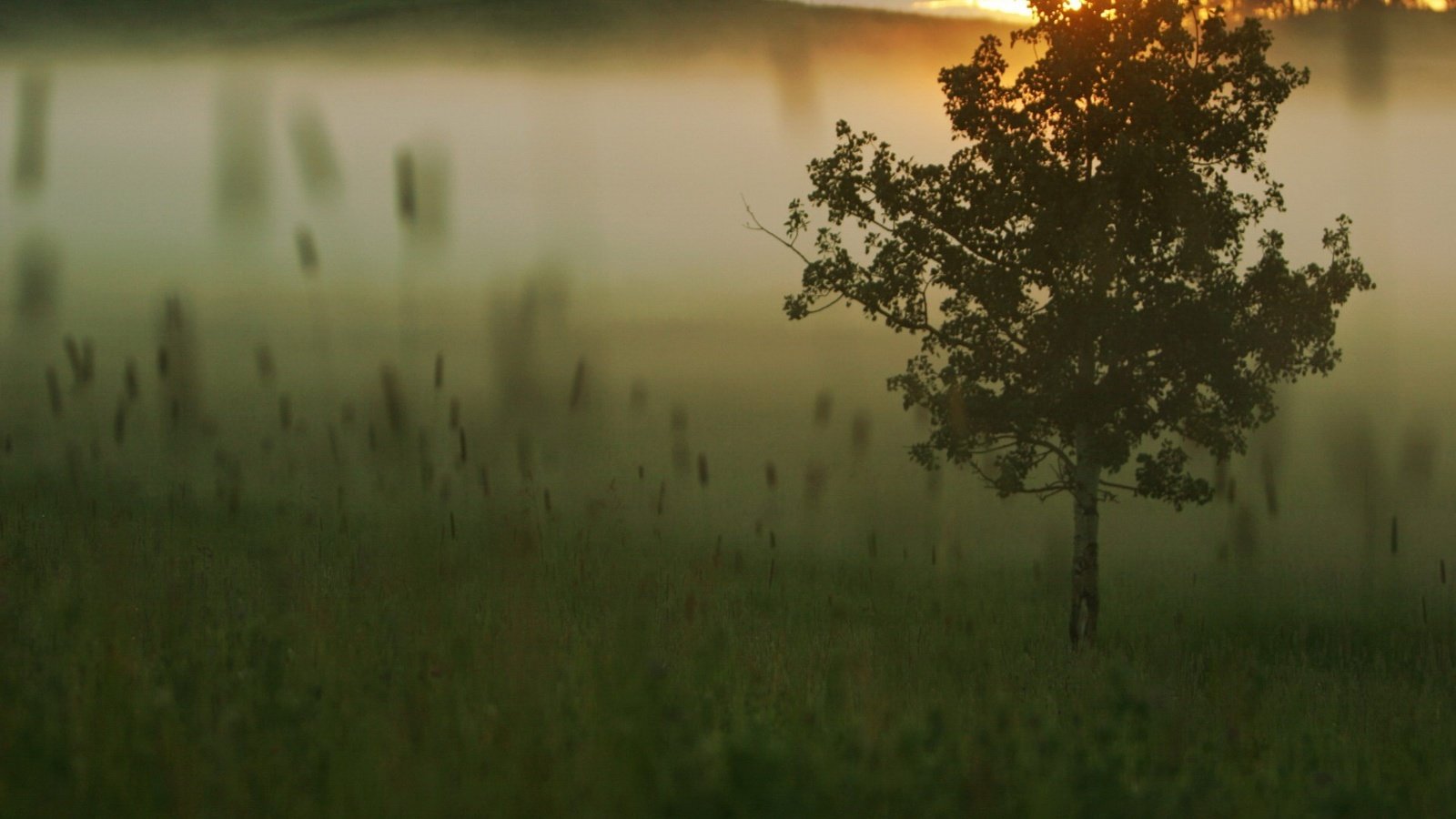 Обои трава, дерево, утро, туман, рассвет, grass, tree, morning, fog, dawn разрешение 1920x1440 Загрузить