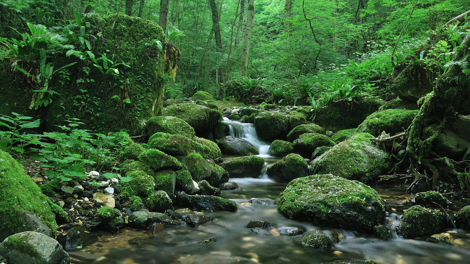 Обои зелень, лес, ручей, тишина, greens, forest, stream, silence разрешение 2560x1600 Загрузить