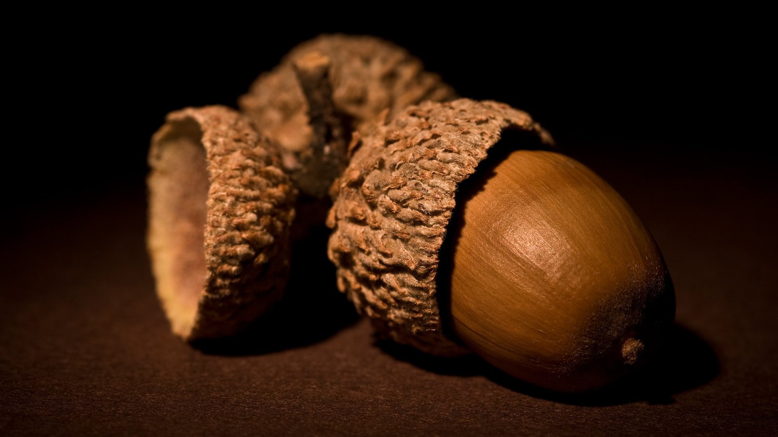 Обои орехи, коричневый, желудь, nuts, brown, acorn разрешение 1920x1200 Загрузить
