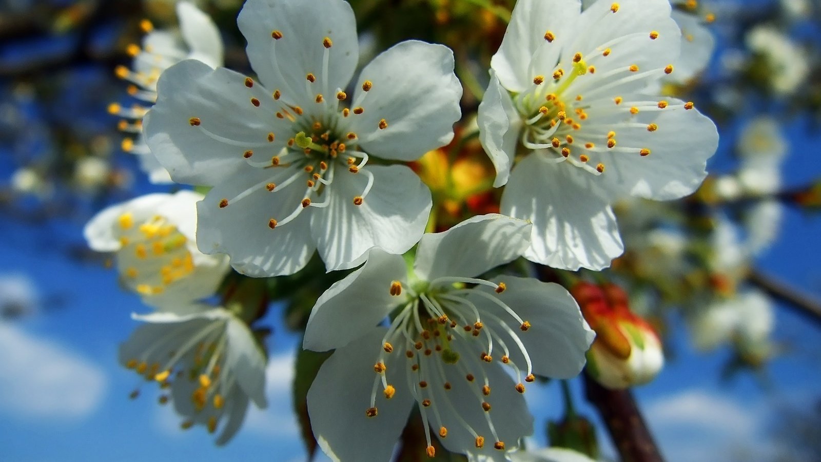 Обои цветение, весна, белые, flowering, spring, white разрешение 1920x1200 Загрузить