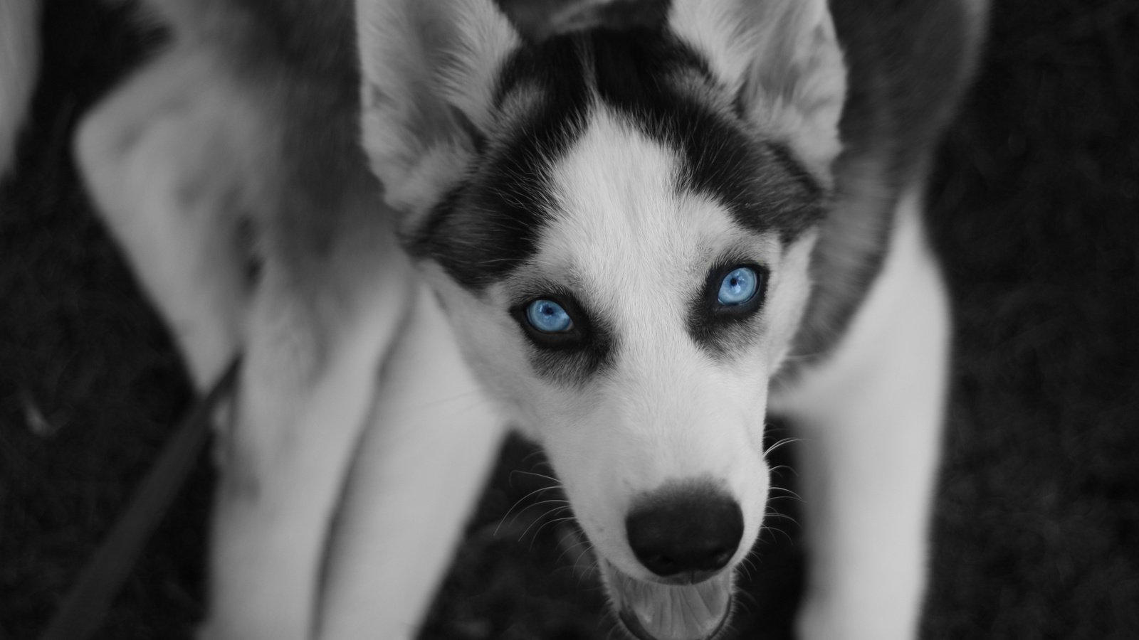 Обои глаза, хаски, север, пес, eyes, husky, north, dog разрешение 3888x2592 Загрузить