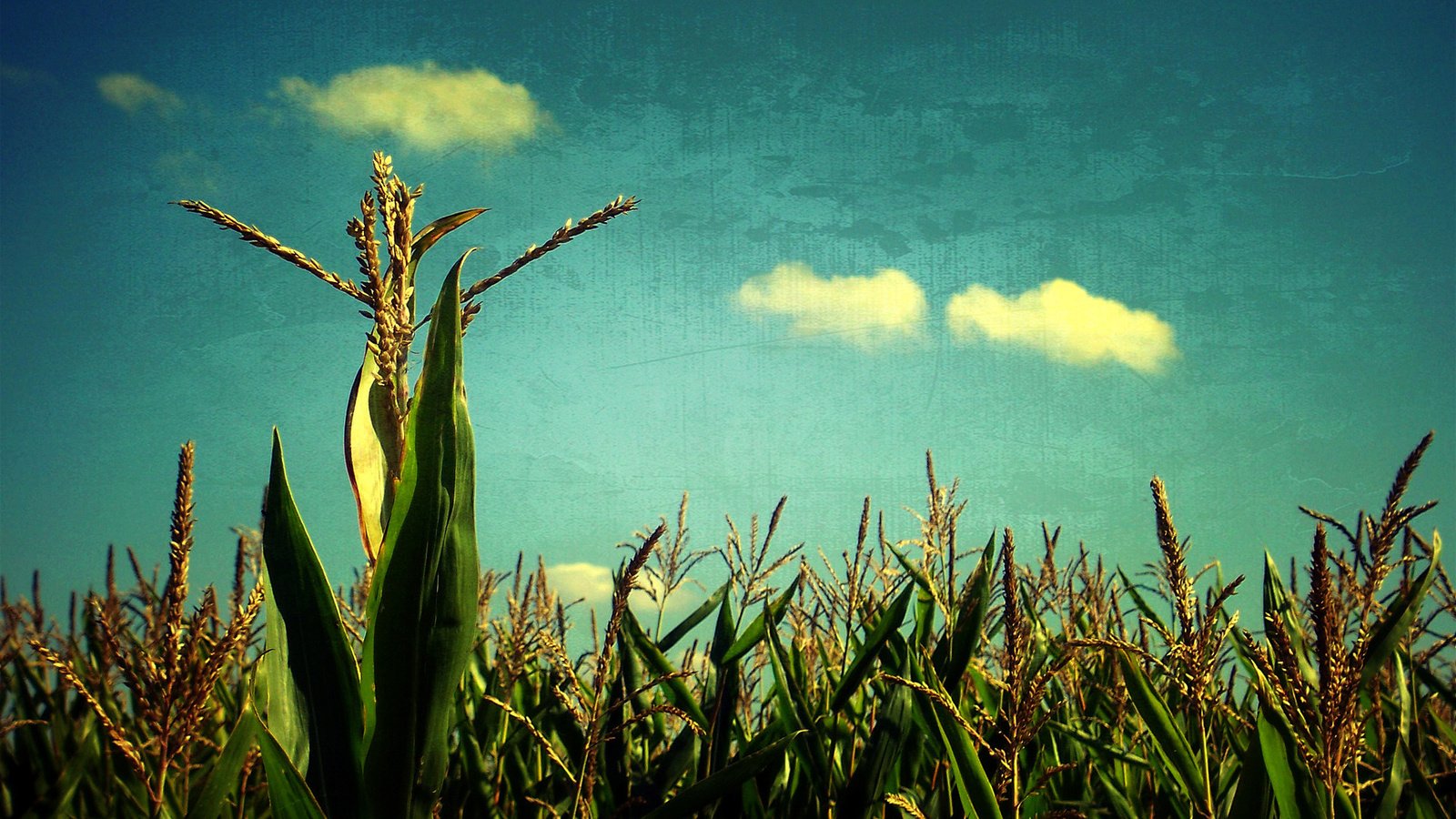 Обои небо, поле, злаки, the sky, field, cereals разрешение 1920x1200 Загрузить