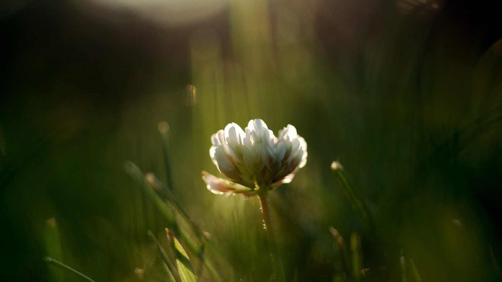 Обои трава, цветок, лето, луг, полевой, grass, flower, summer, meadow, field разрешение 2560x1600 Загрузить